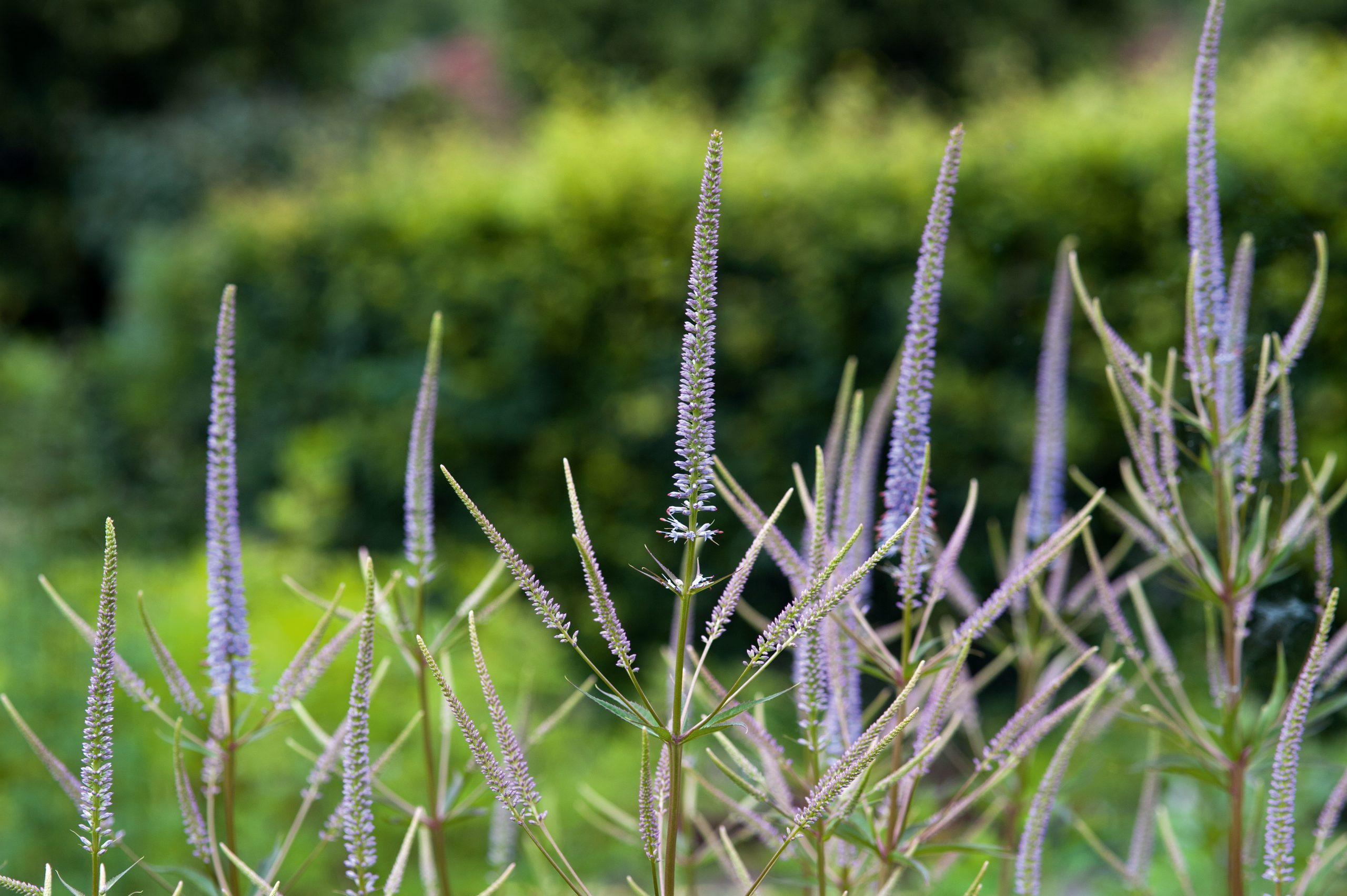 Veronicastrum virginicum 'Fascination'