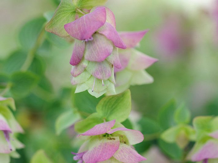 Origanum 'Kent Beauty'