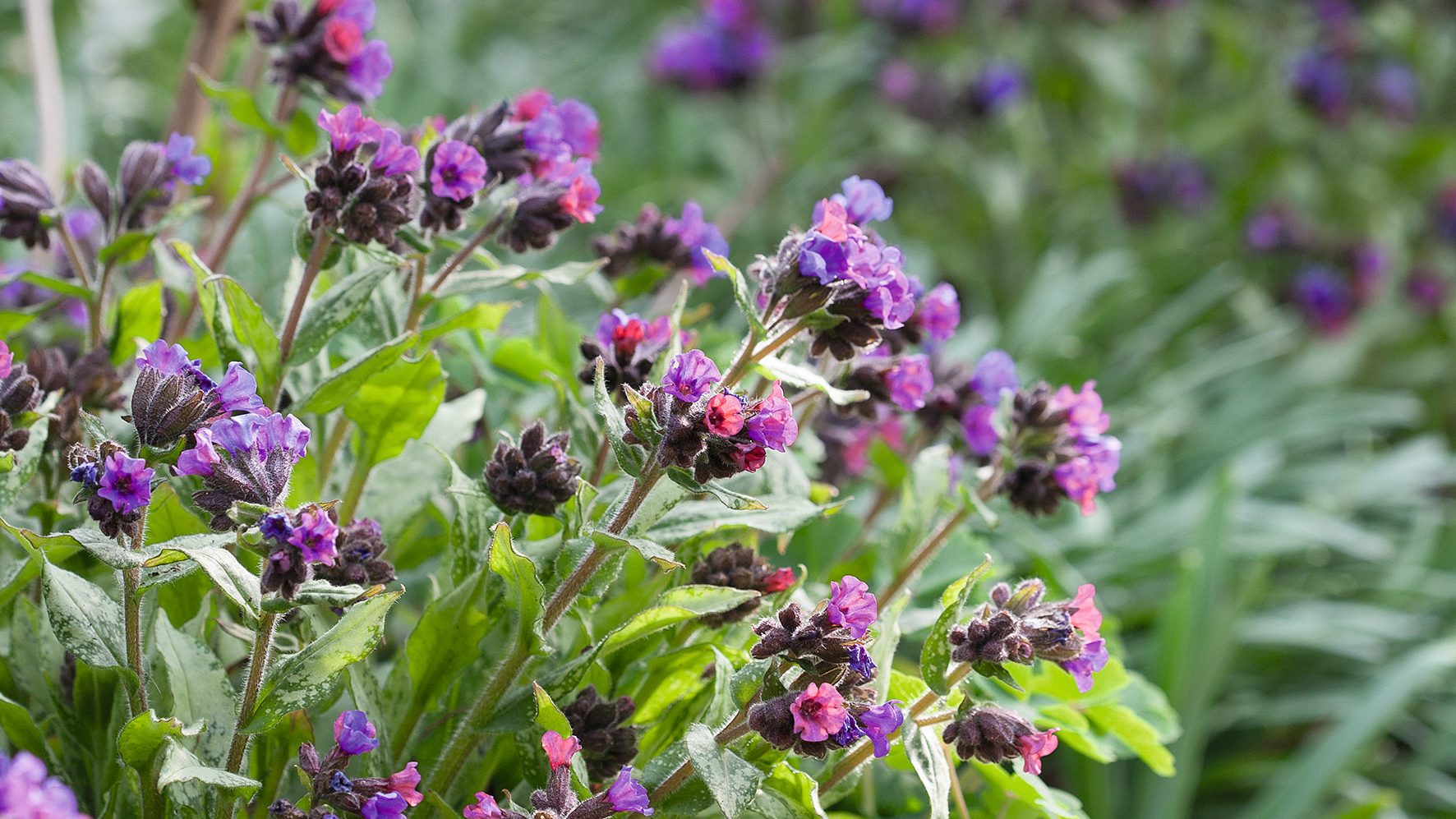 Pulmonaria ‘Diana Clare’