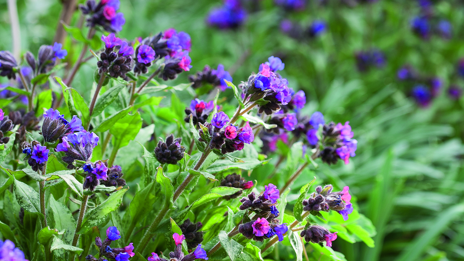 Pulmonaria ‘Diana Clare’