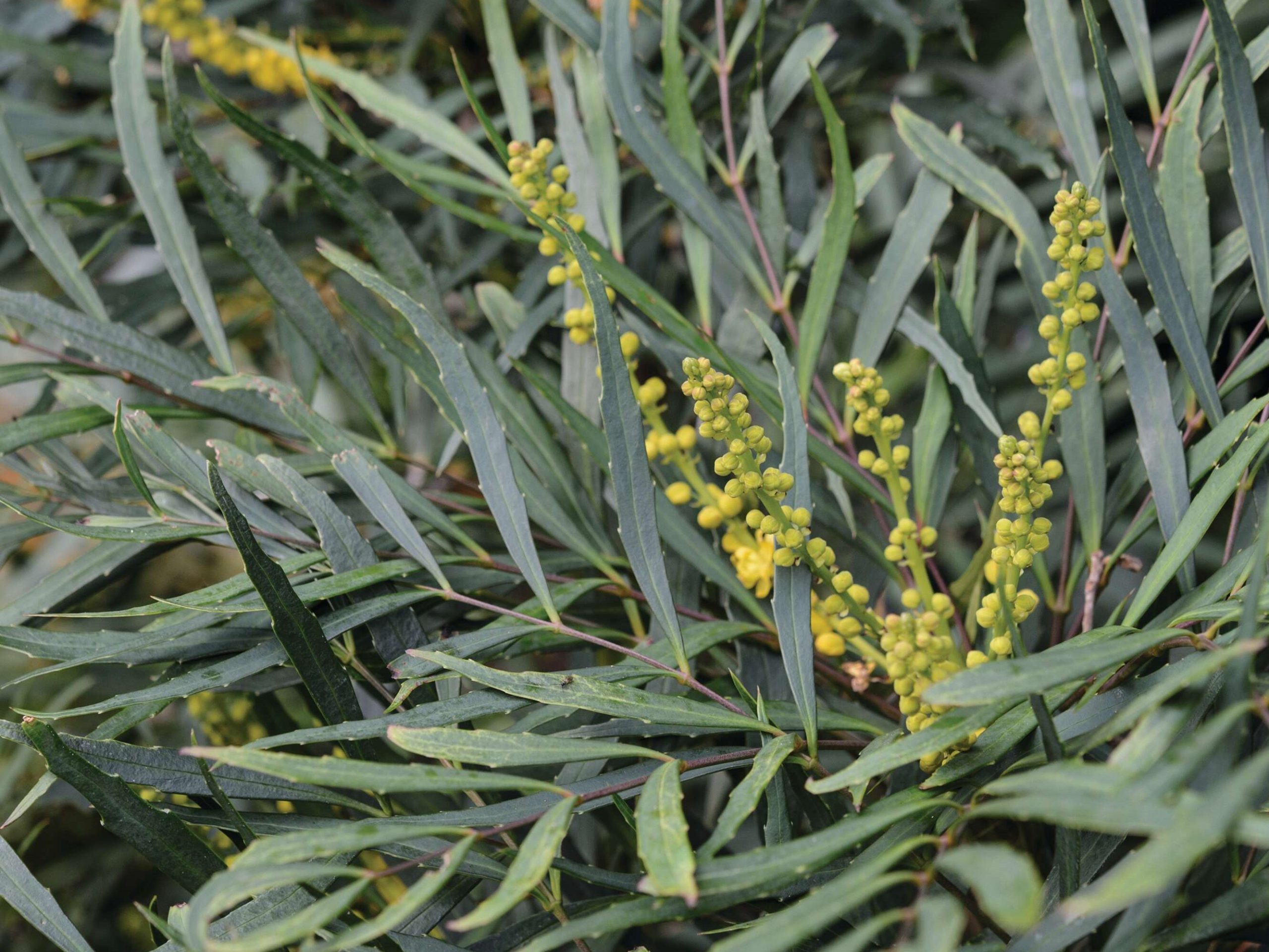 Green grasses 