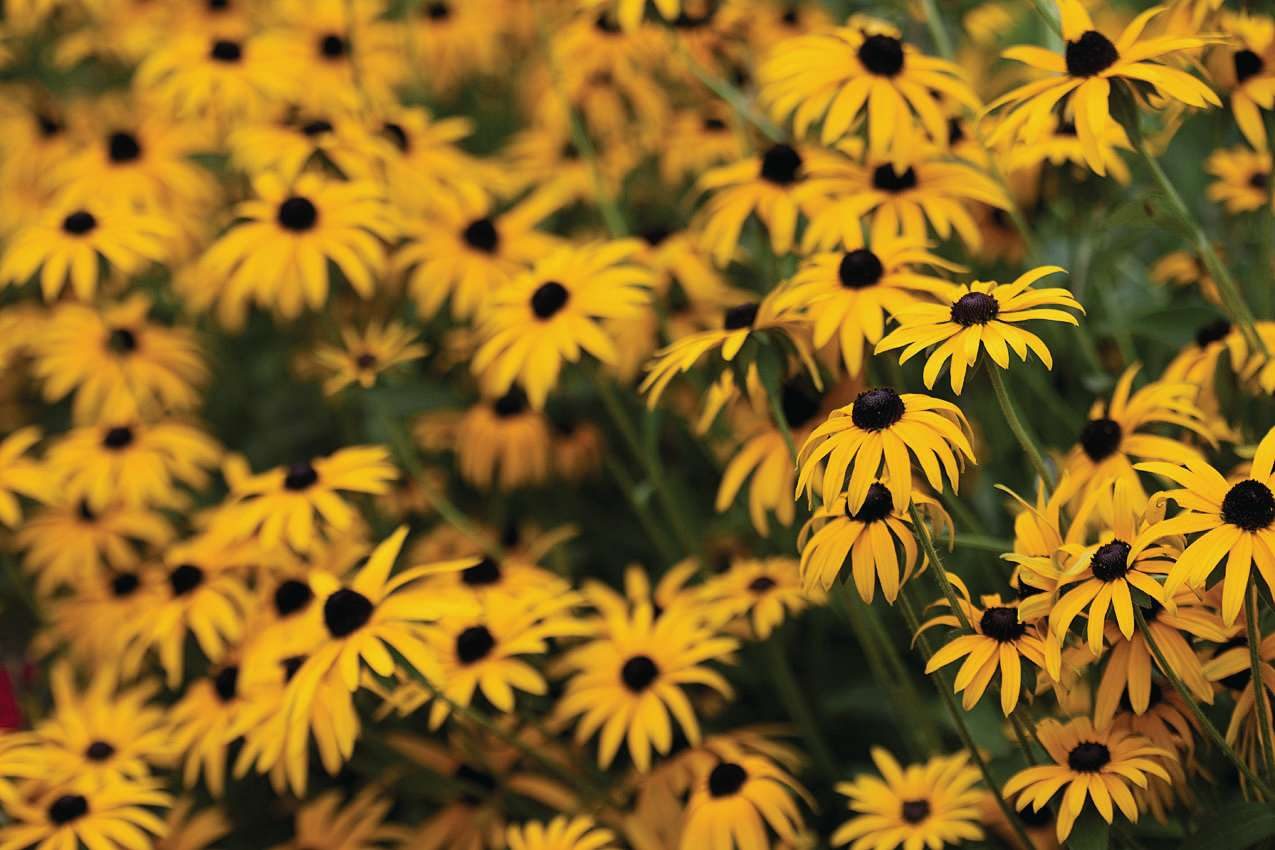 Yellow flowers 