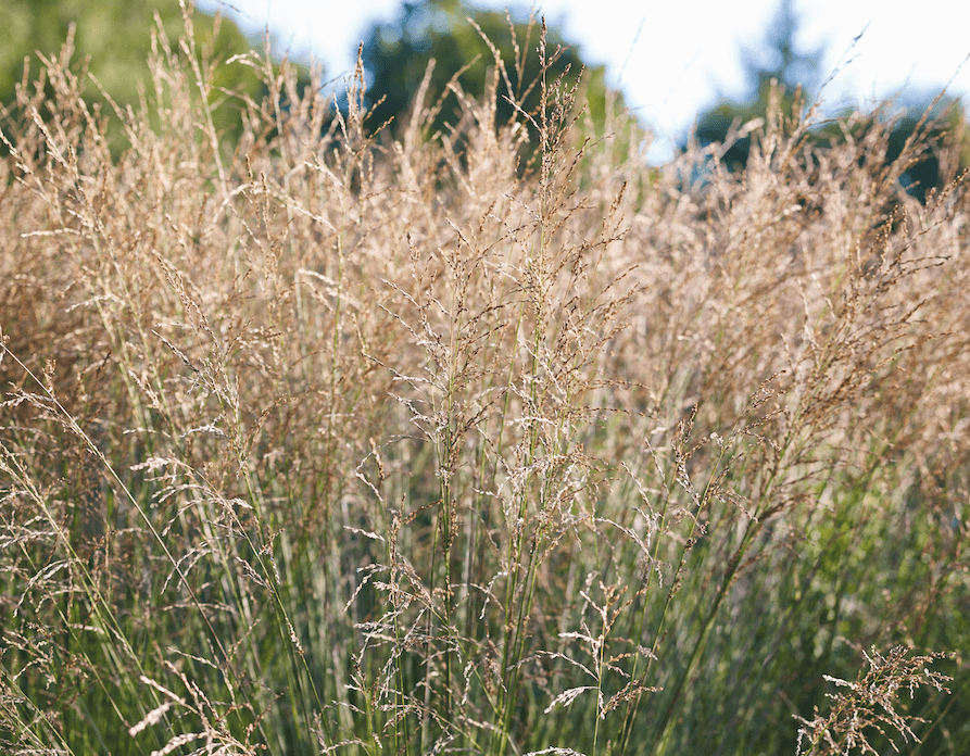 Molinia cerulea subsp. caerulea 'Heidebraut' c Jason Ingram