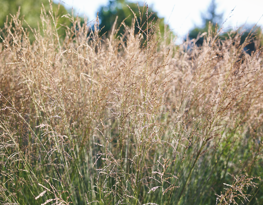 Molinia cerulea subsp. caerulea 'Heidebraut' c Jason Ingram