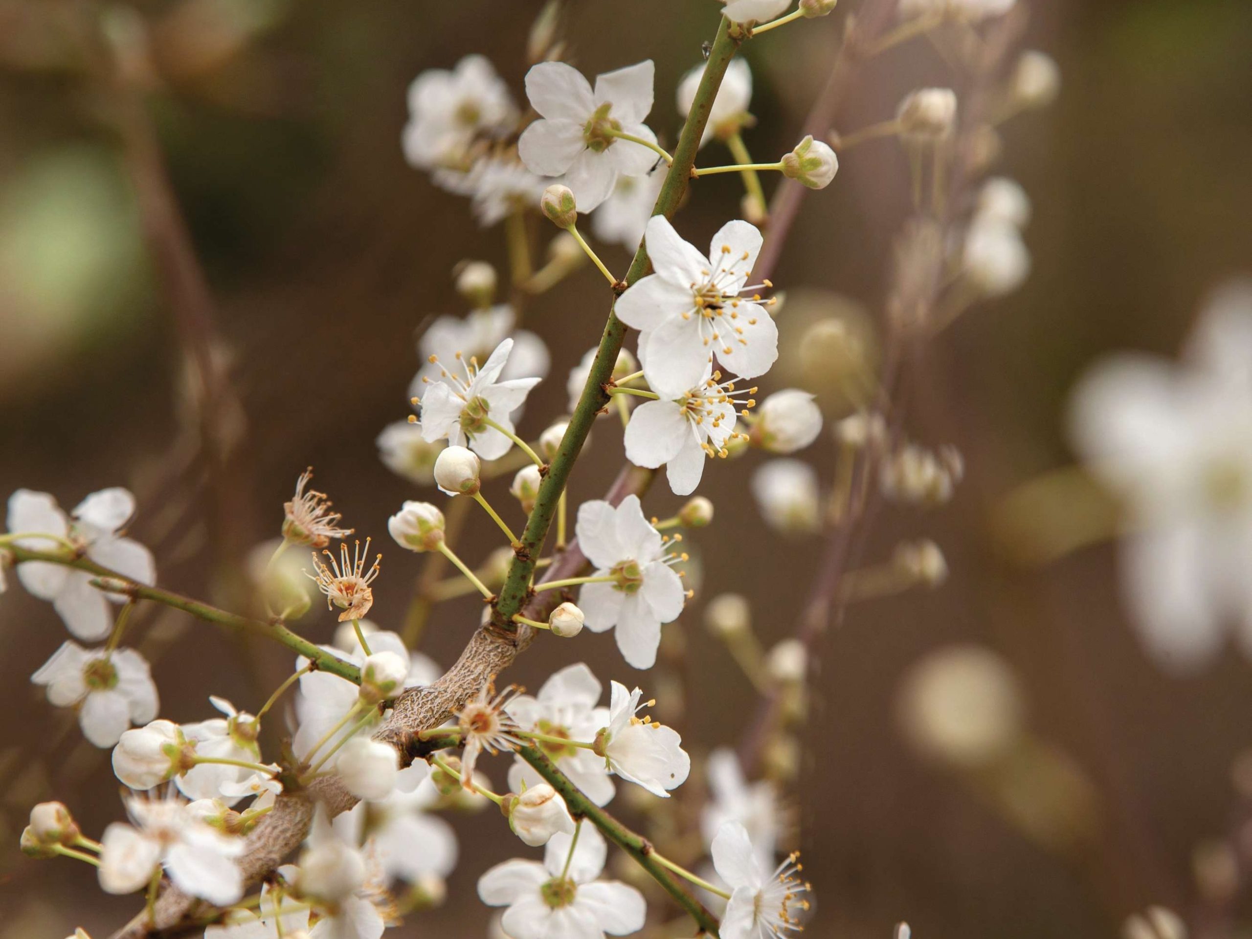 White flowers 