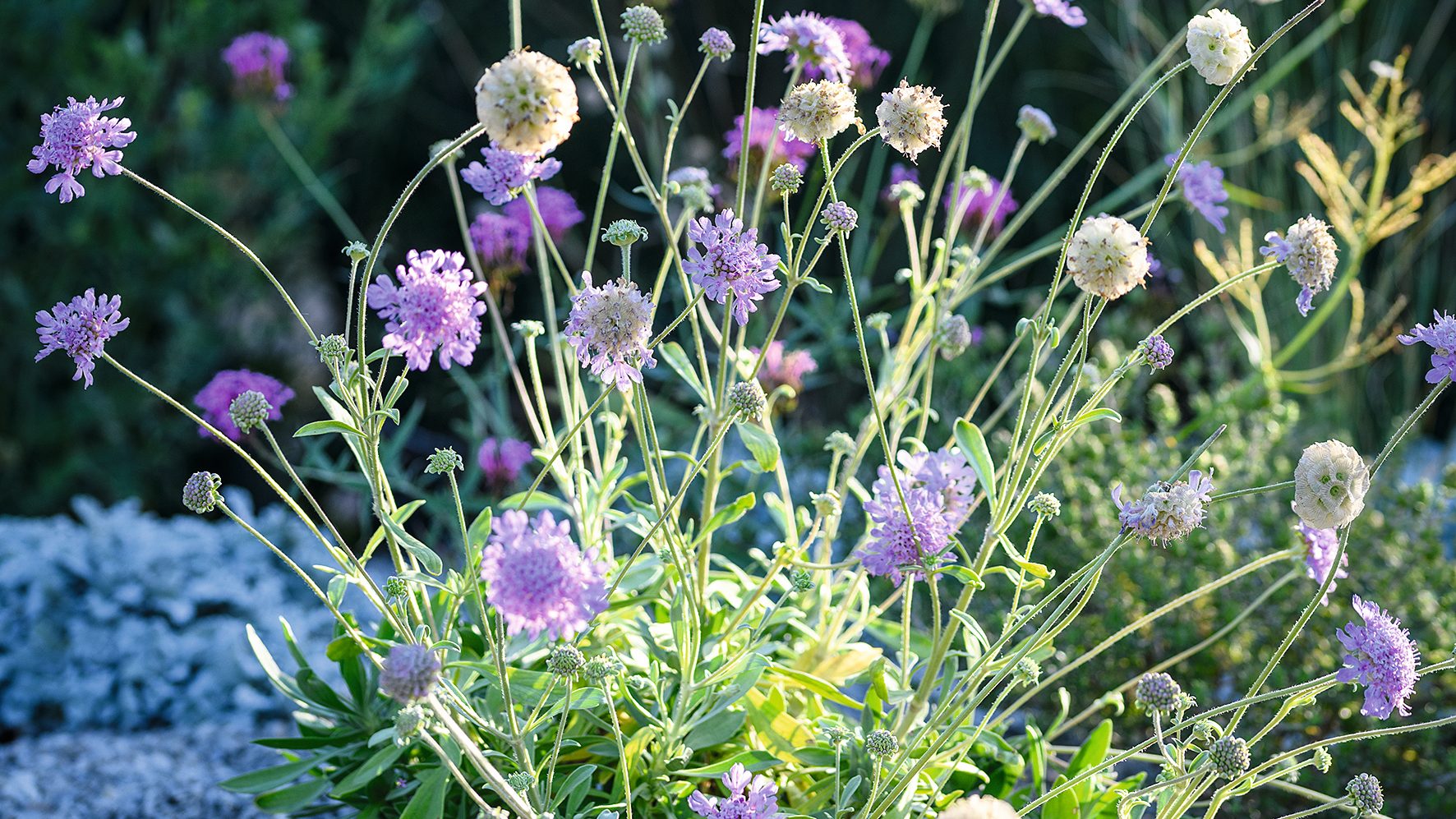 Purple flower 