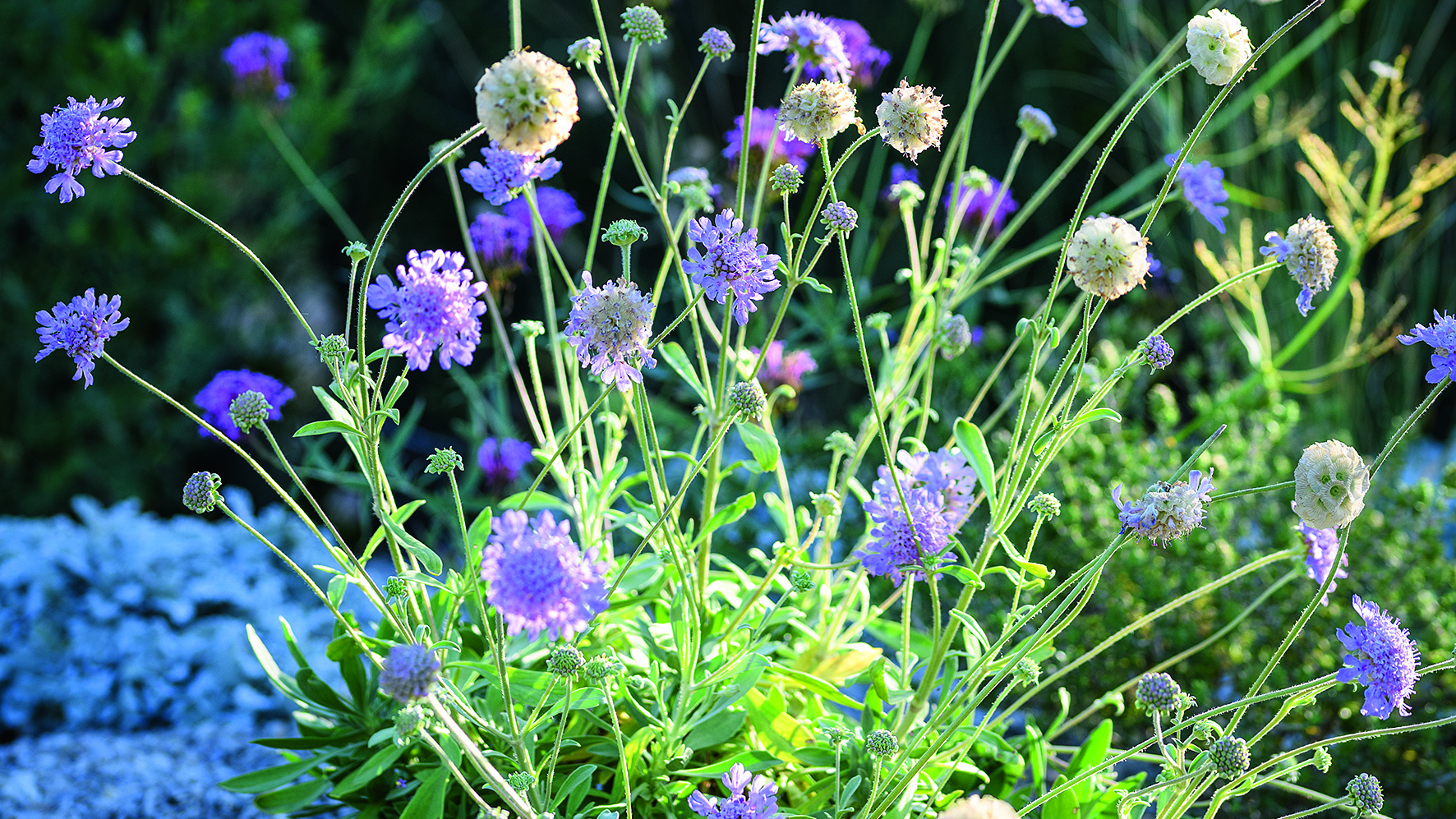 Purple flower