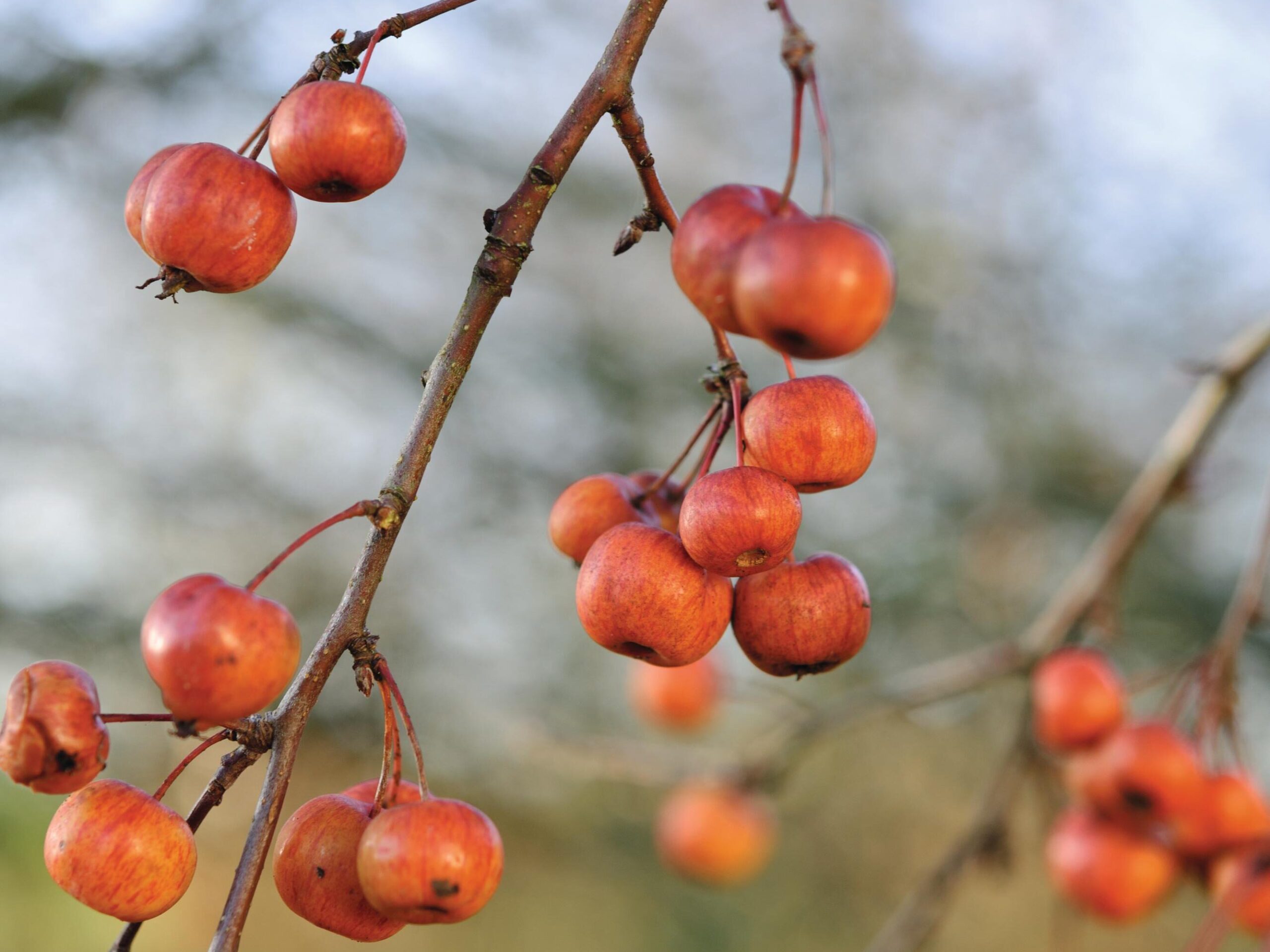 Malus ‘Evereste’