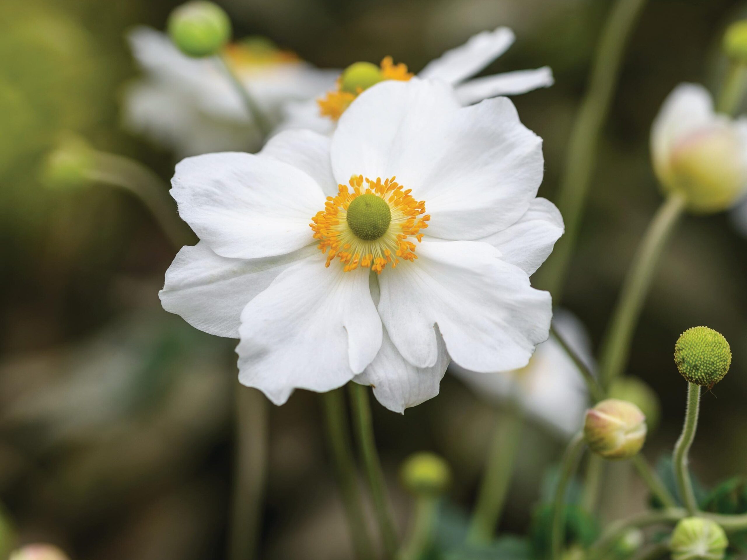 Anemone x hybrida ‘Honorine Jobert’