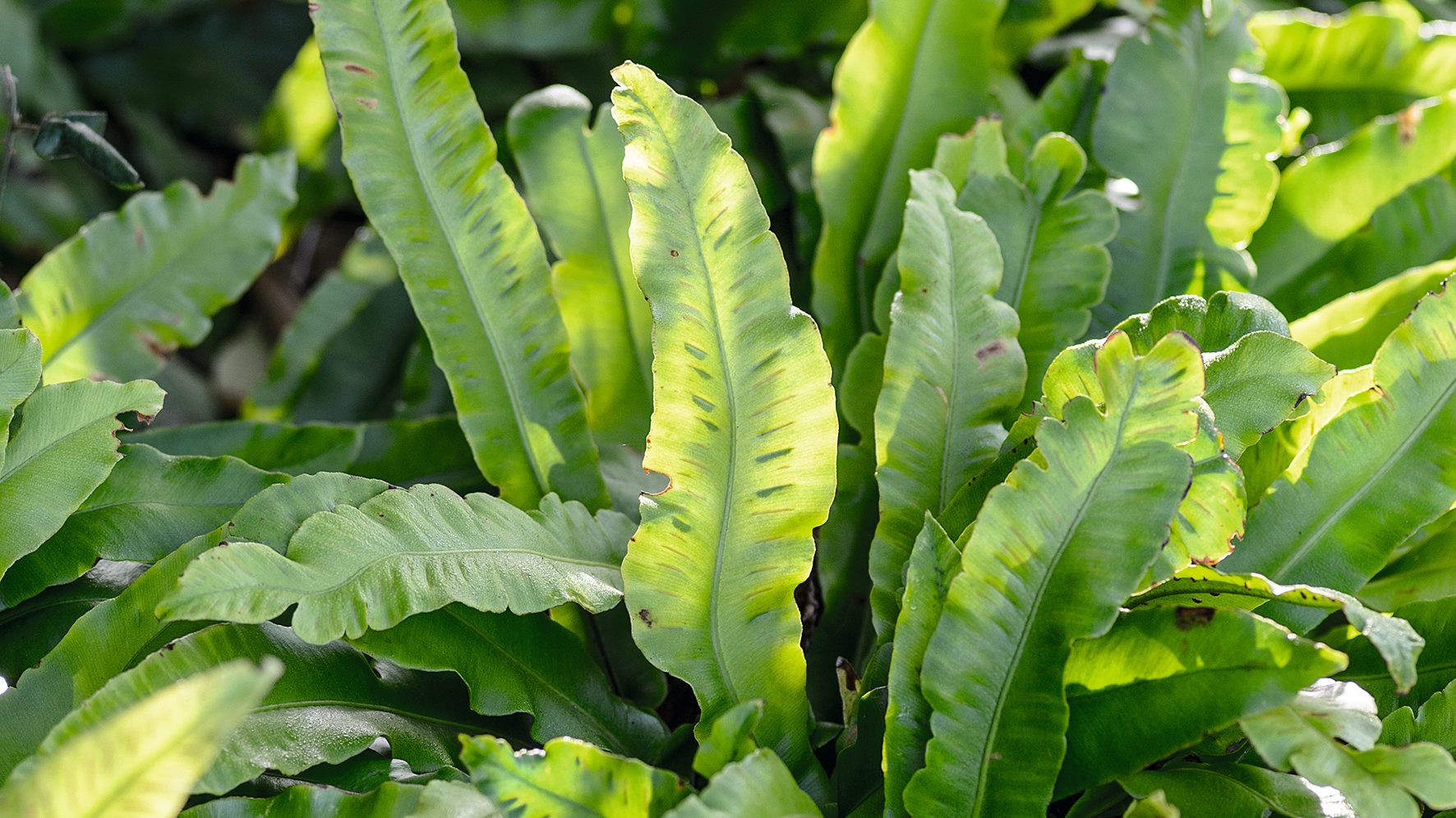 Fern