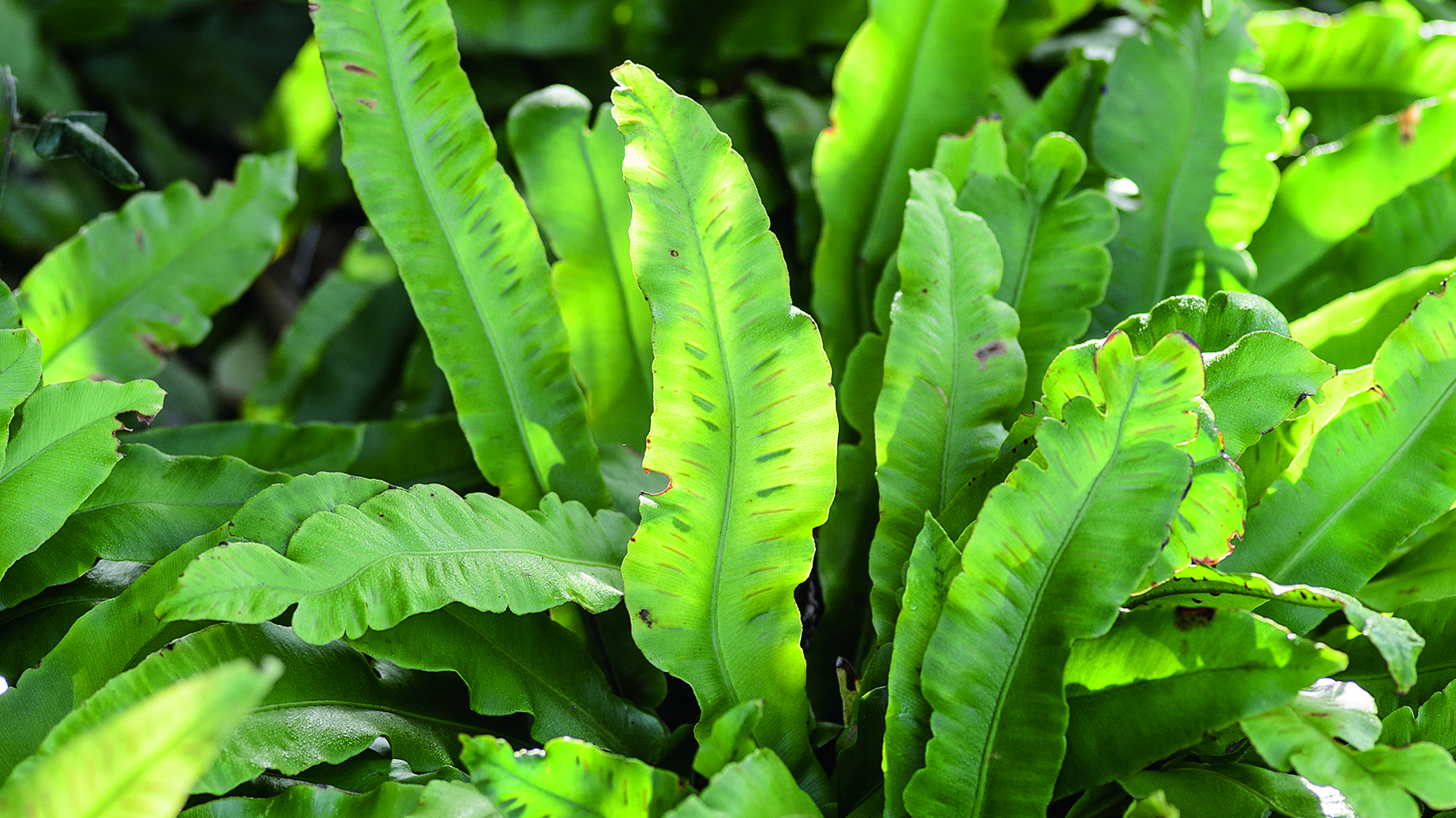 Fern