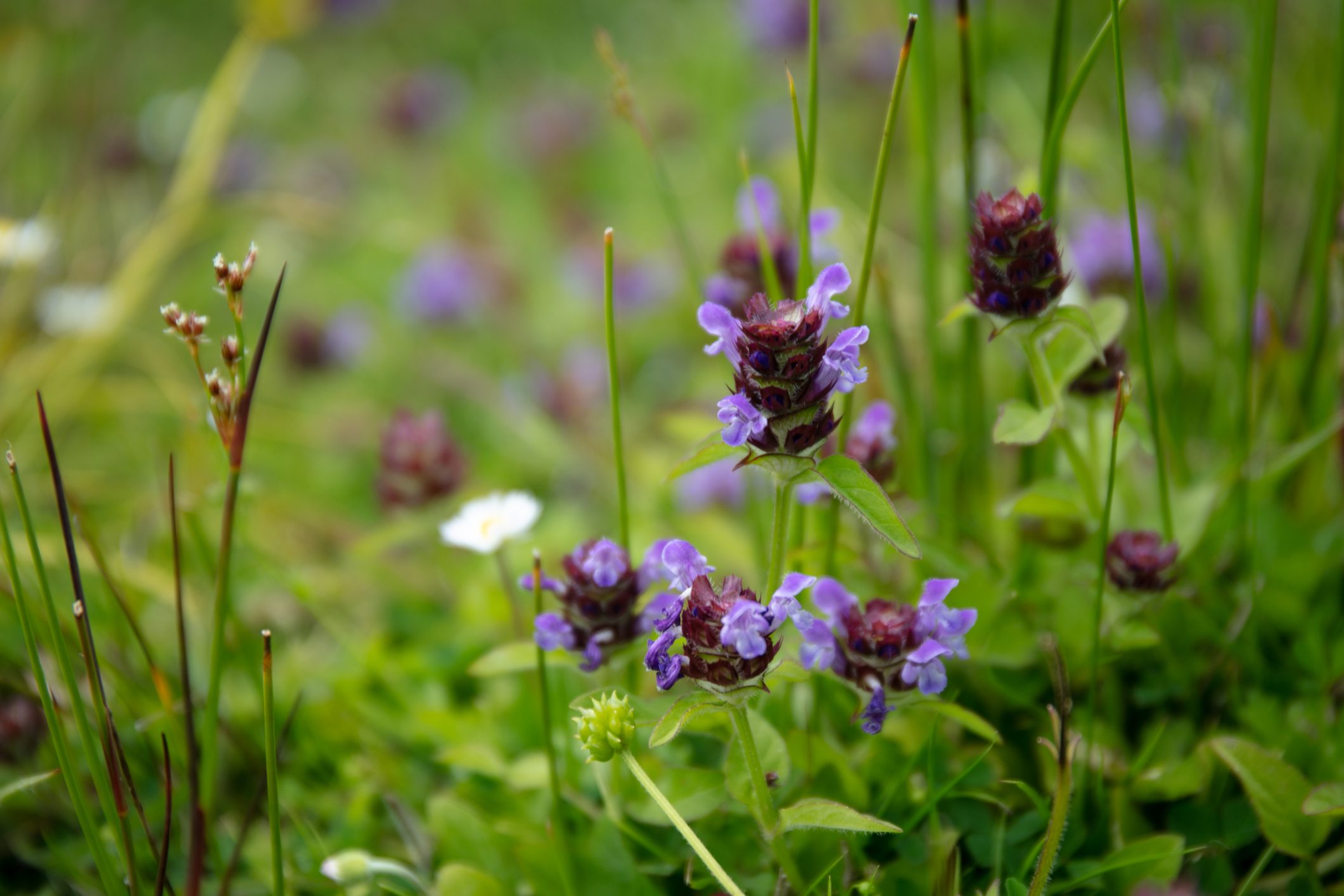 Prunella vulgaris