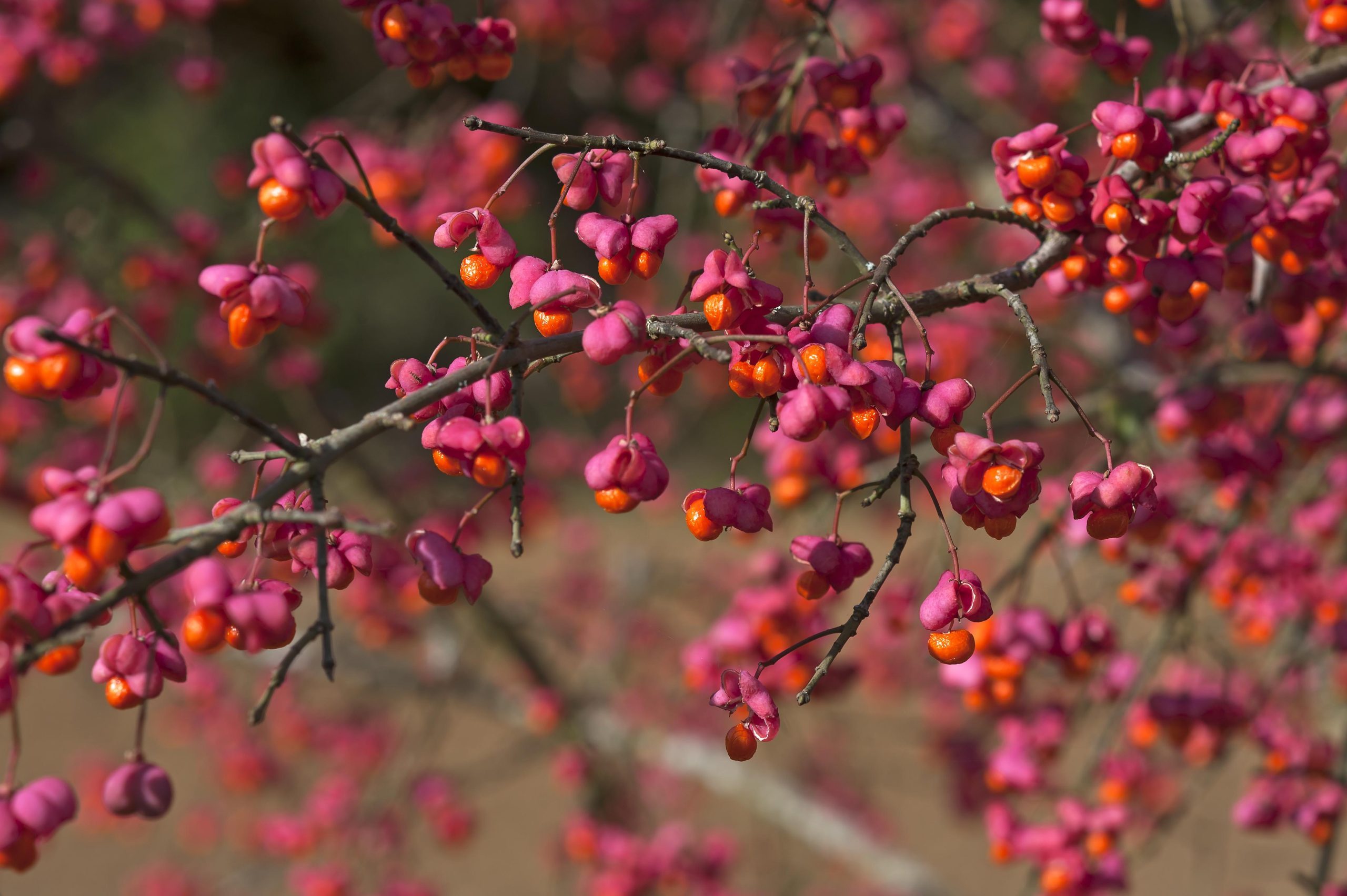 Pink berry blossoms 