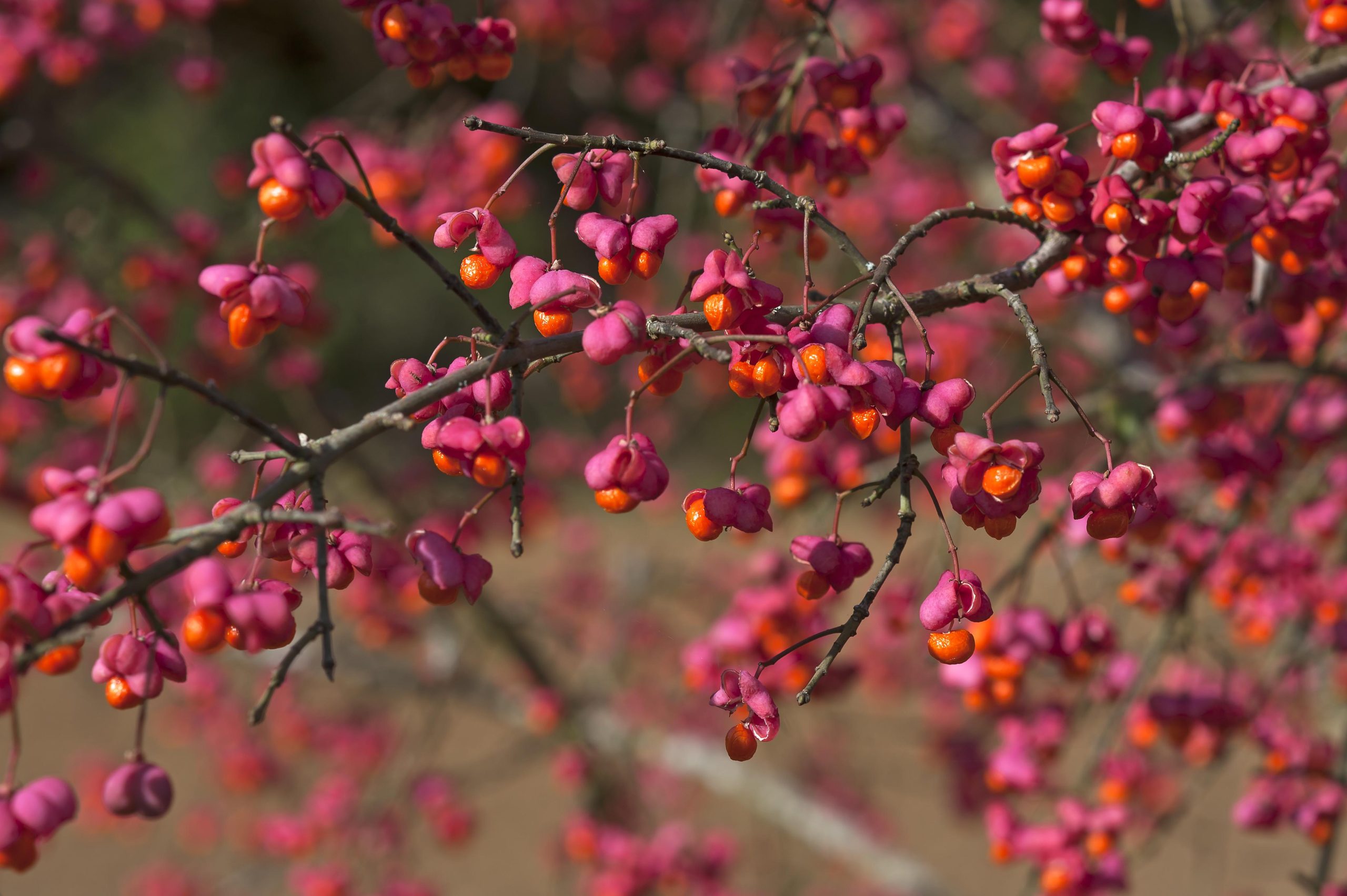 Pink berry blossoms