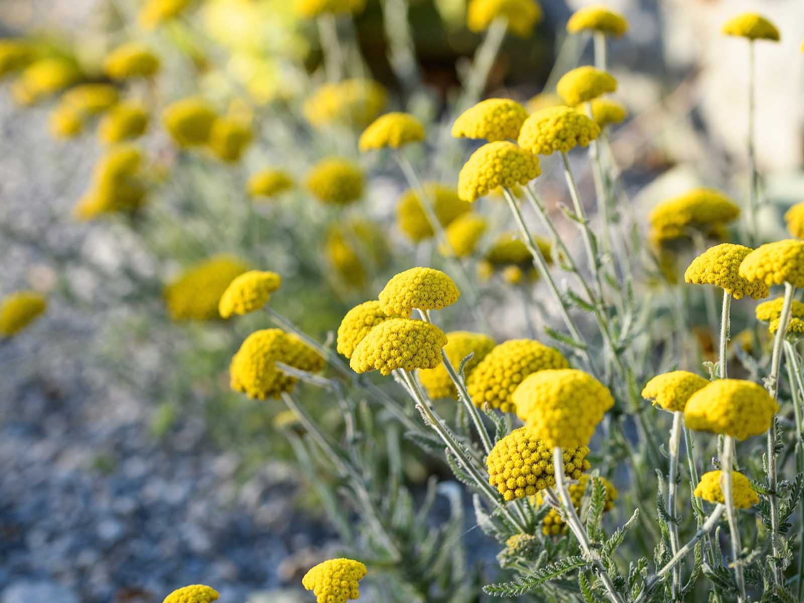 Achillea coarctata. A low groundcover that offers a long flowering period, even in heat and drought. Hardy to -15°C, it requires sun and free drainage. 15-30cm.