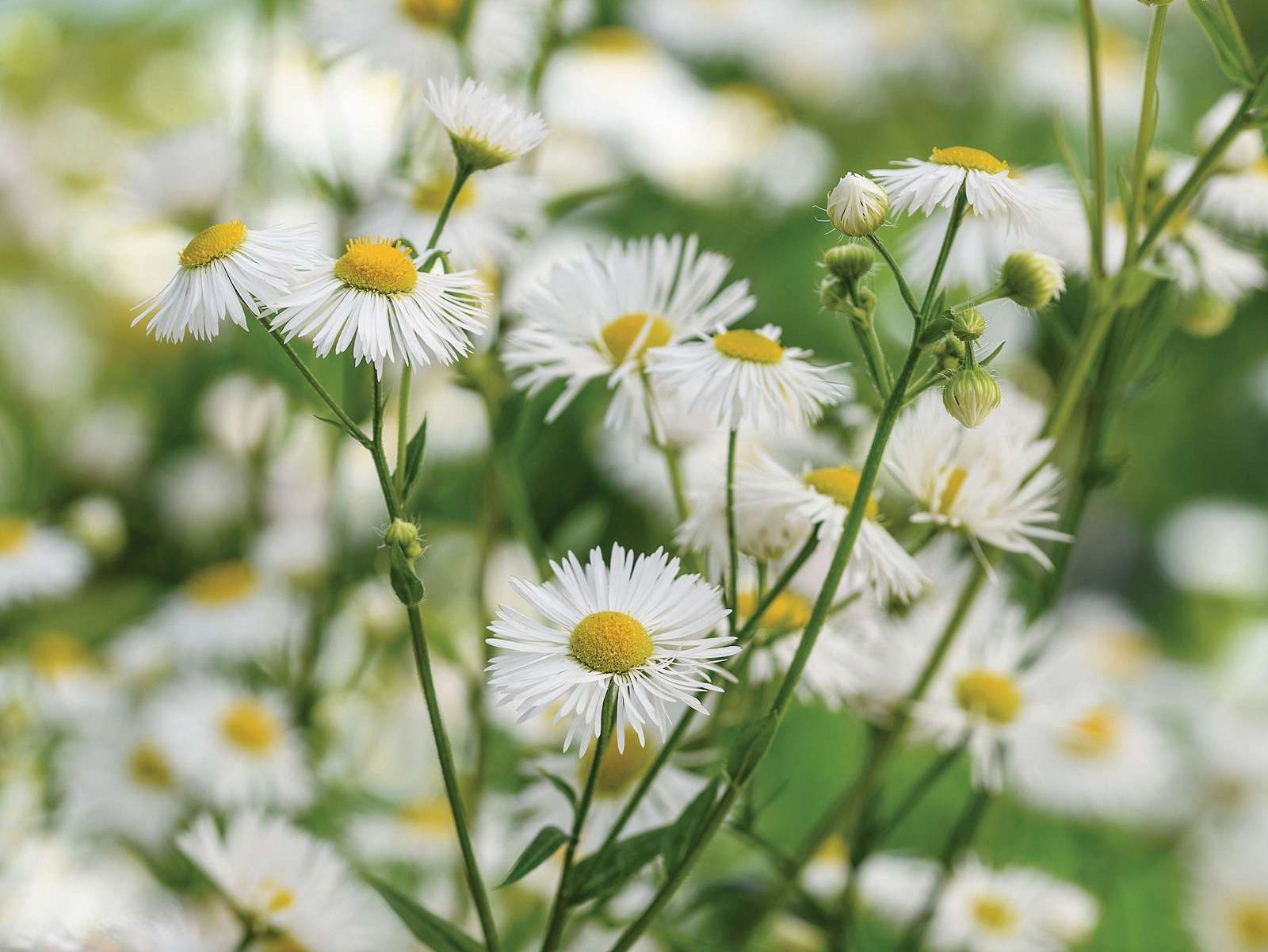 White daisy flower