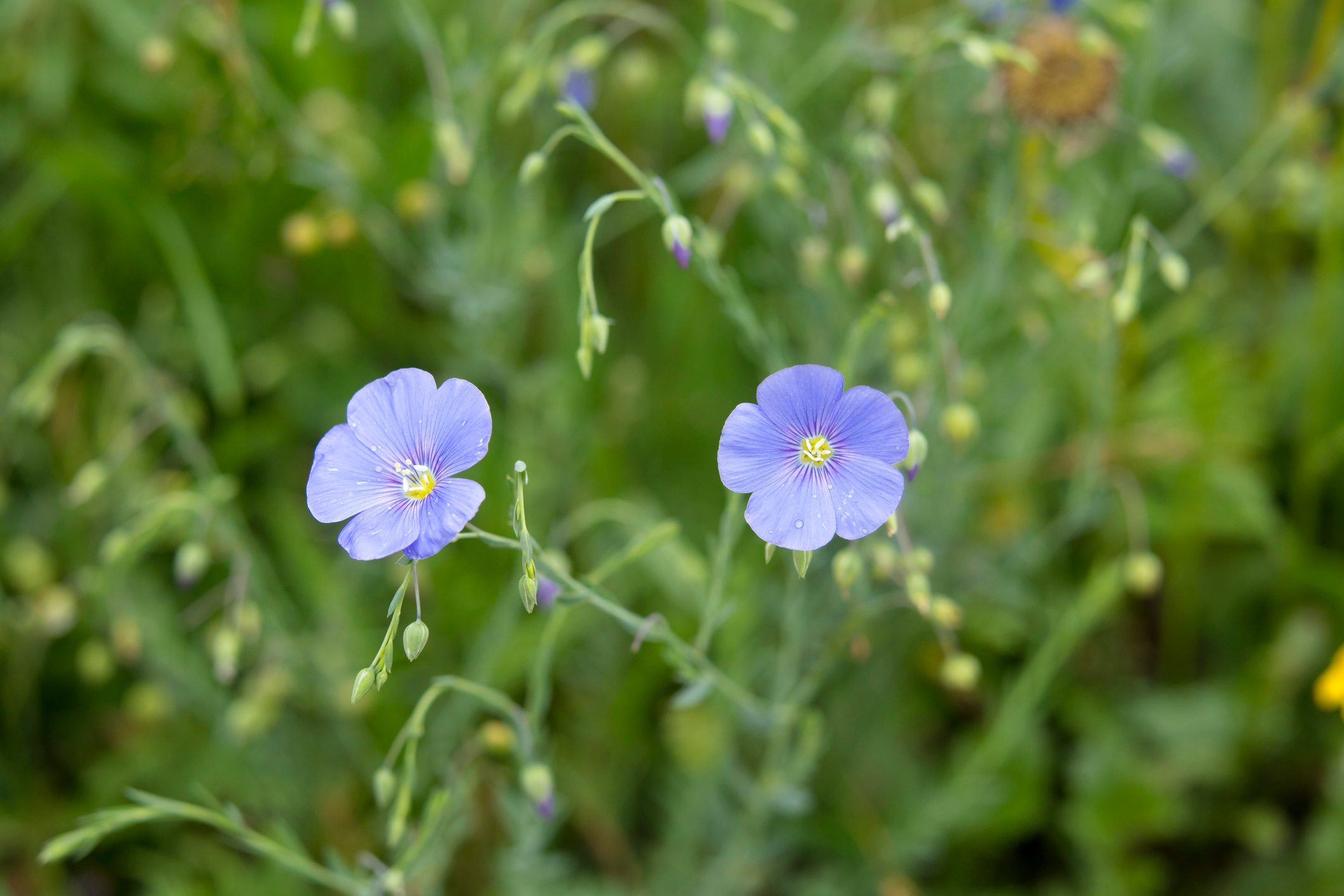 Blue flower 