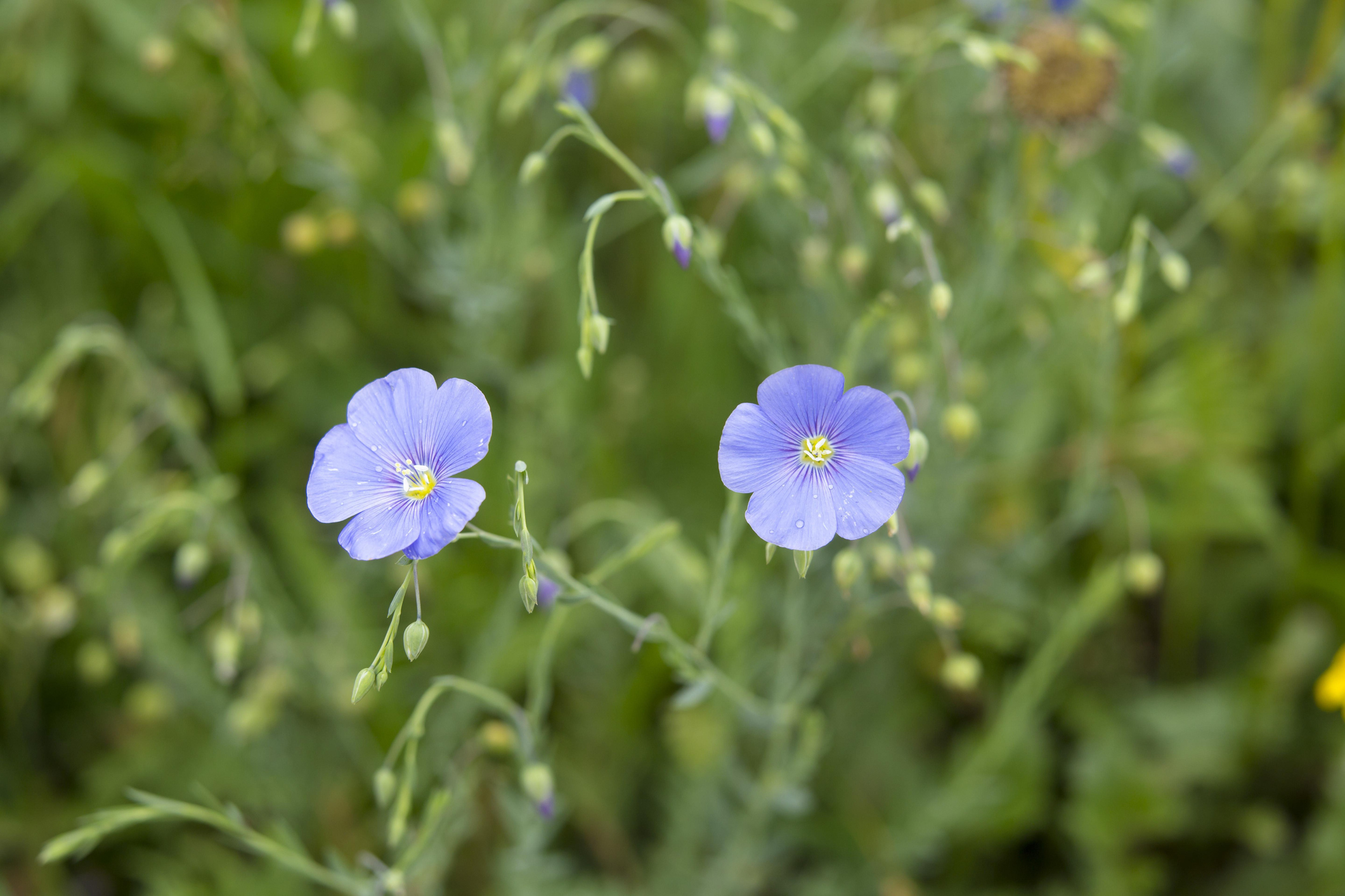 Blue flower