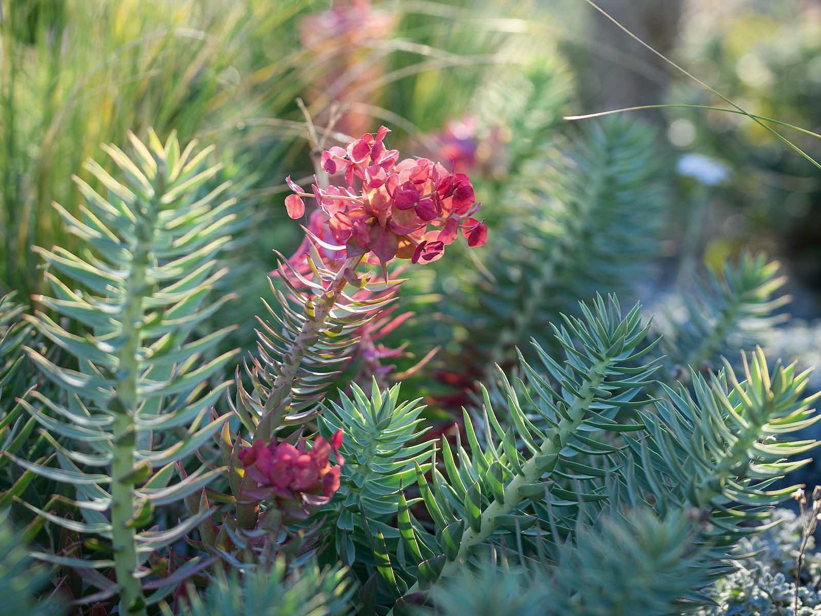Euphorbia rigida. Bright, acidic-yellow flowers in early spring and evergreen silver foliage. It has allelopathic properties that suppress weed germination. Hardy to -15°C, requires sun and free drainage. 40-50cm. AGM*. RHS H6, USDA 7a-10b.