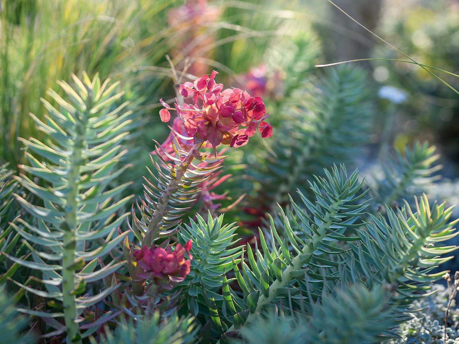 Euphorbia rigida. Bright, acidic-yellow flowers in early spring and evergreen silver foliage. It has allelopathic properties that suppress weed germination. Hardy to -15°C, requires sun and free drainage. 40-50cm. AGM*. RHS H6, USDA 7a-10b.
