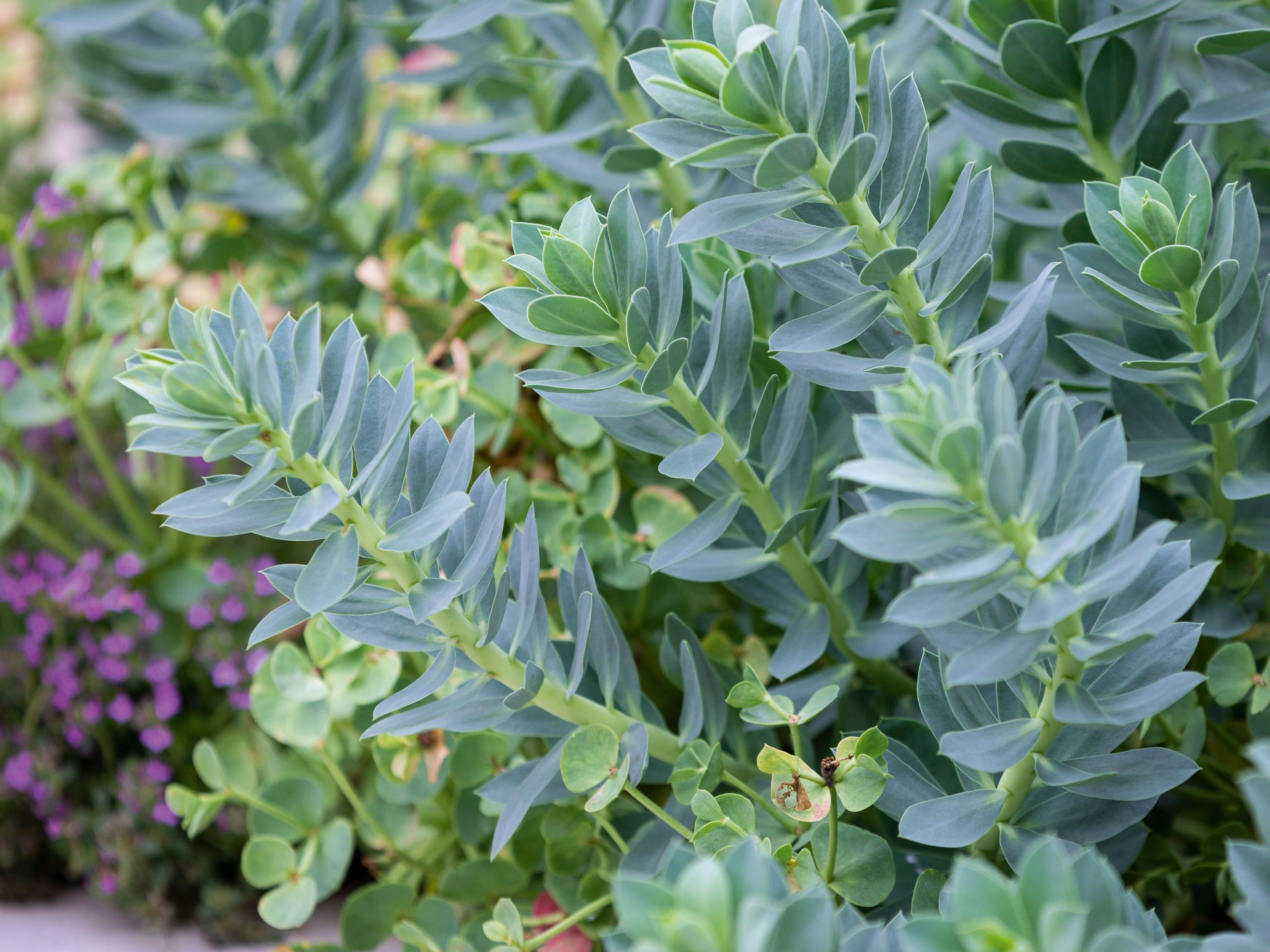 Green plant