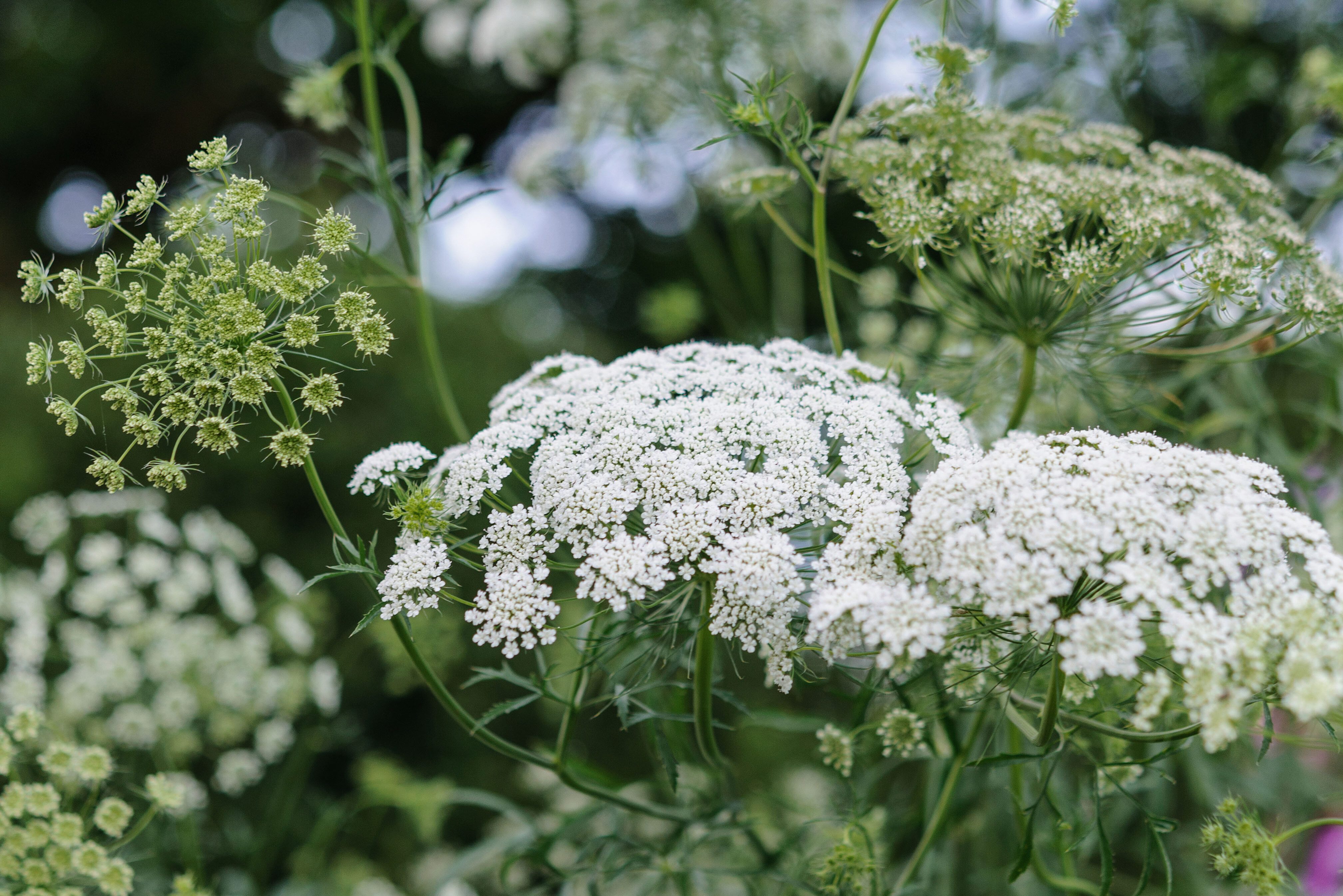 White flower