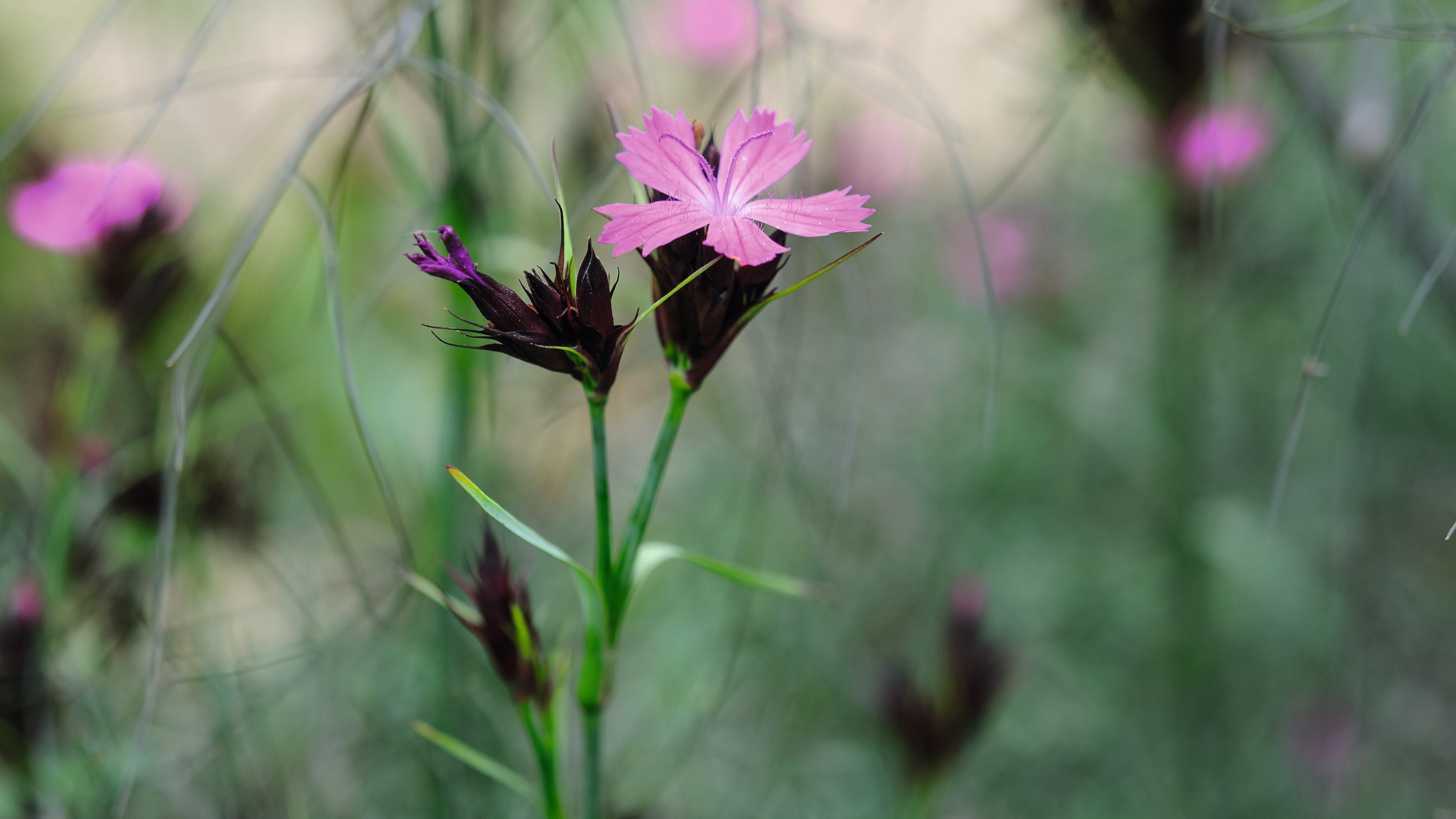 Pink flower