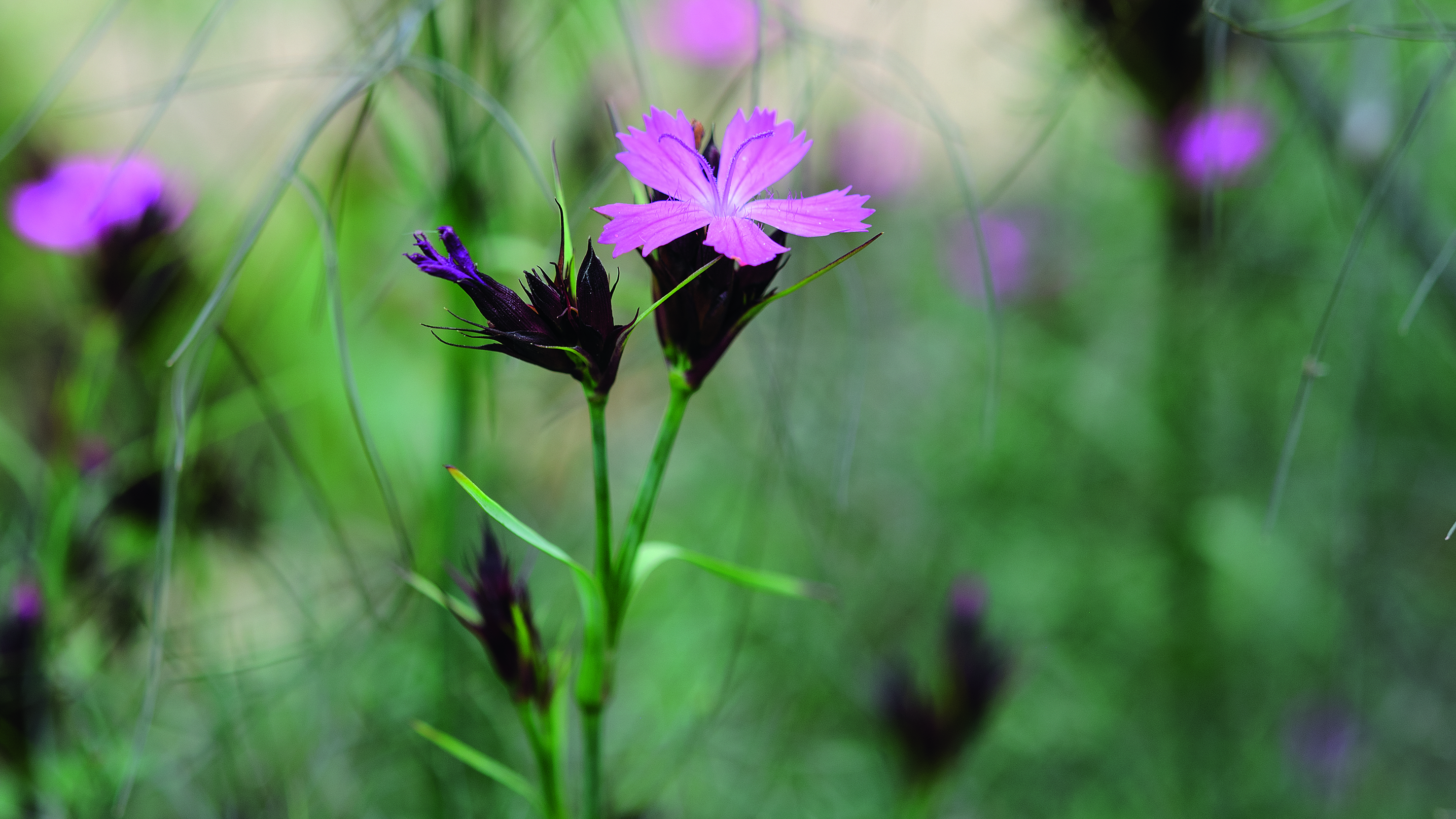 Pink flower