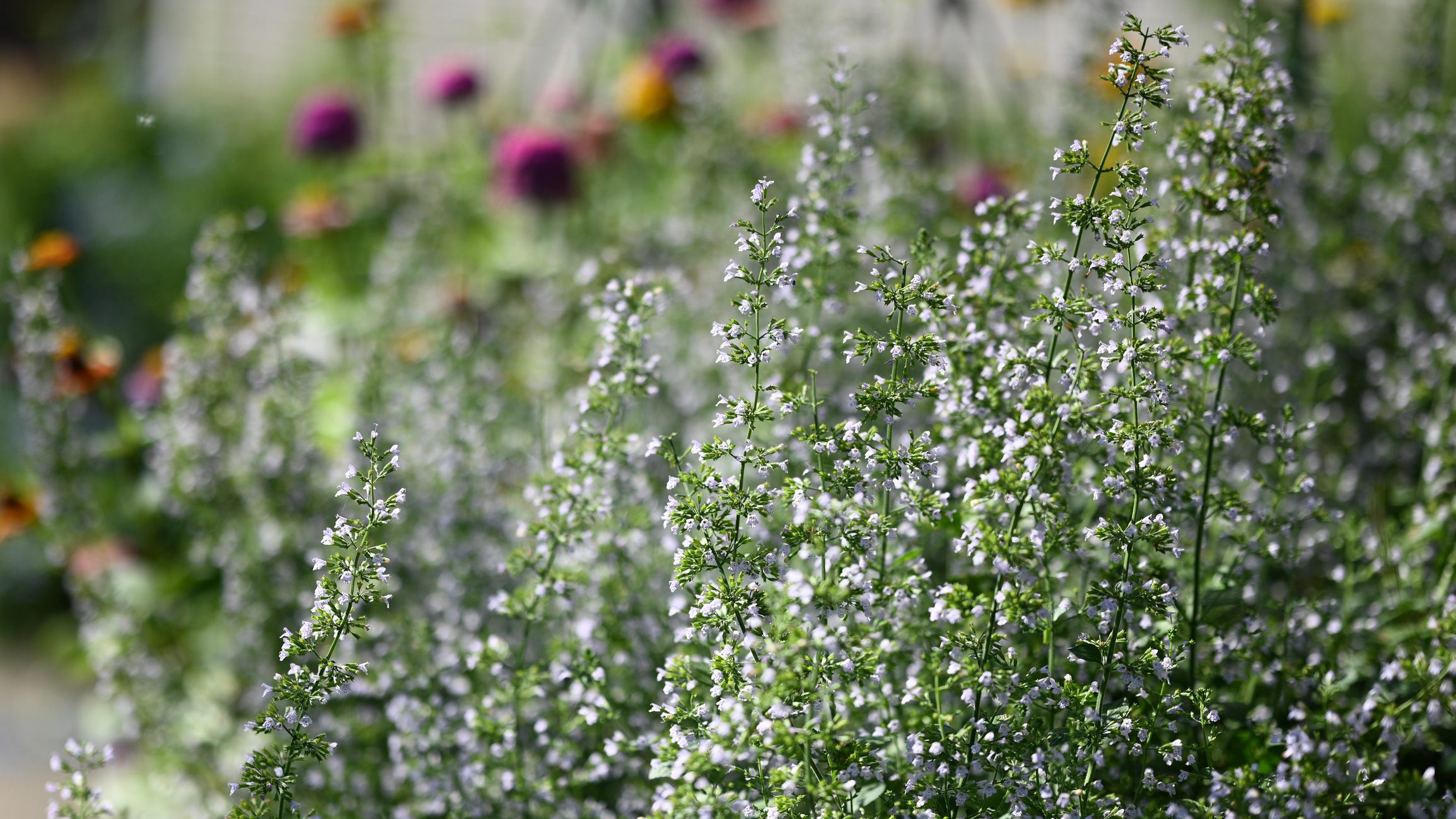Calamintha nepeta 