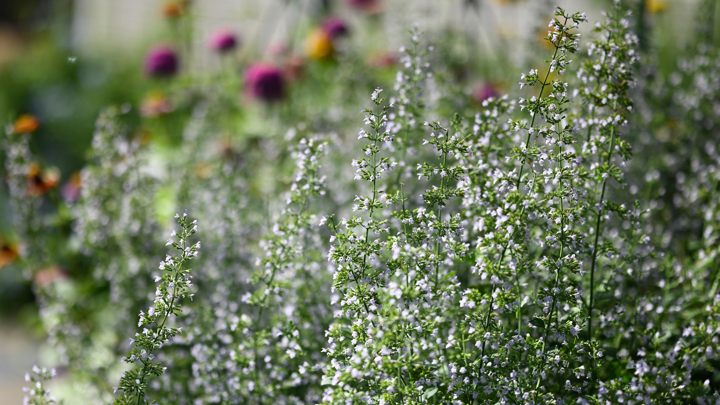 Calamintha nepeta