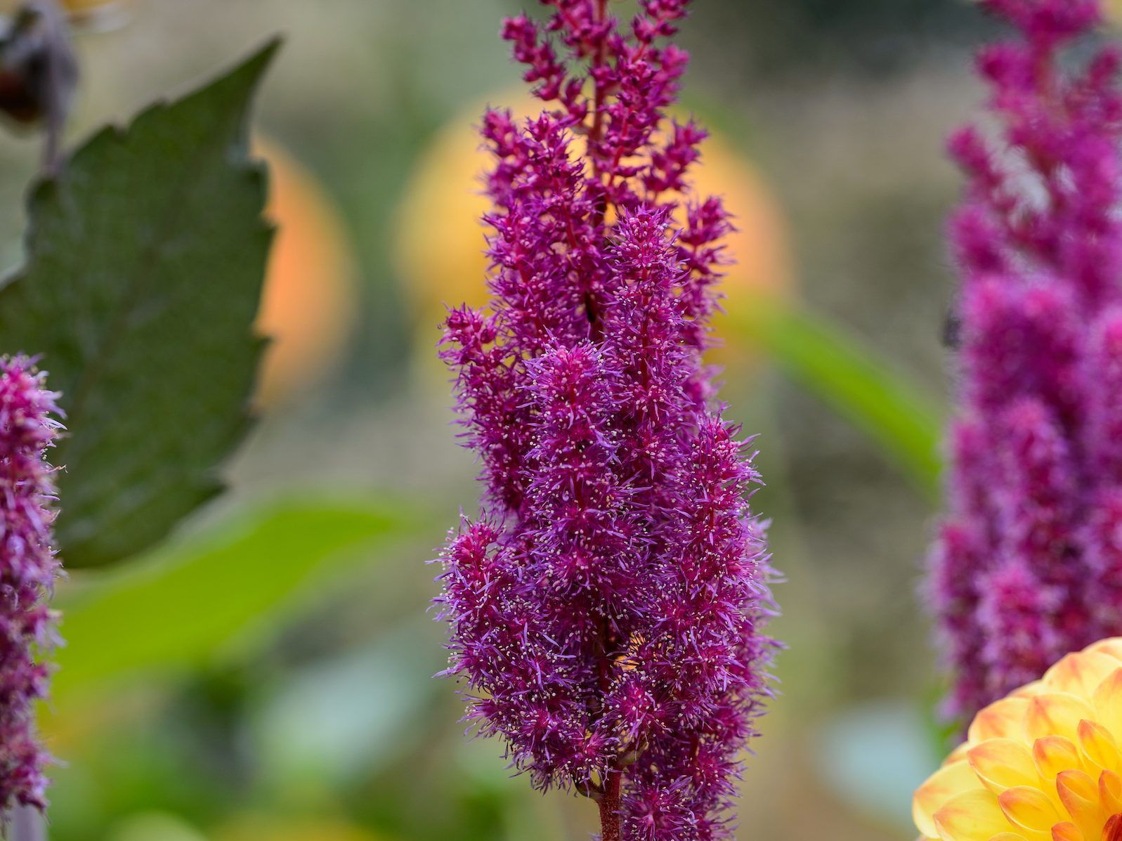 Purple flower 