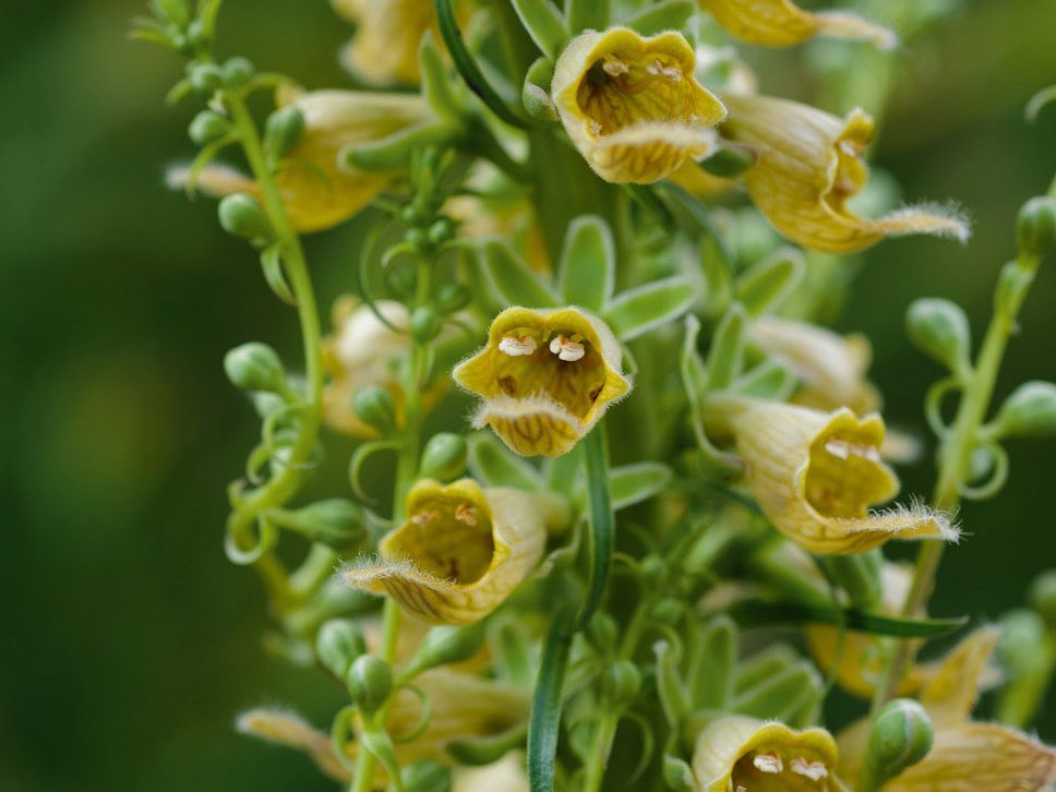 Digitalis ferruginea