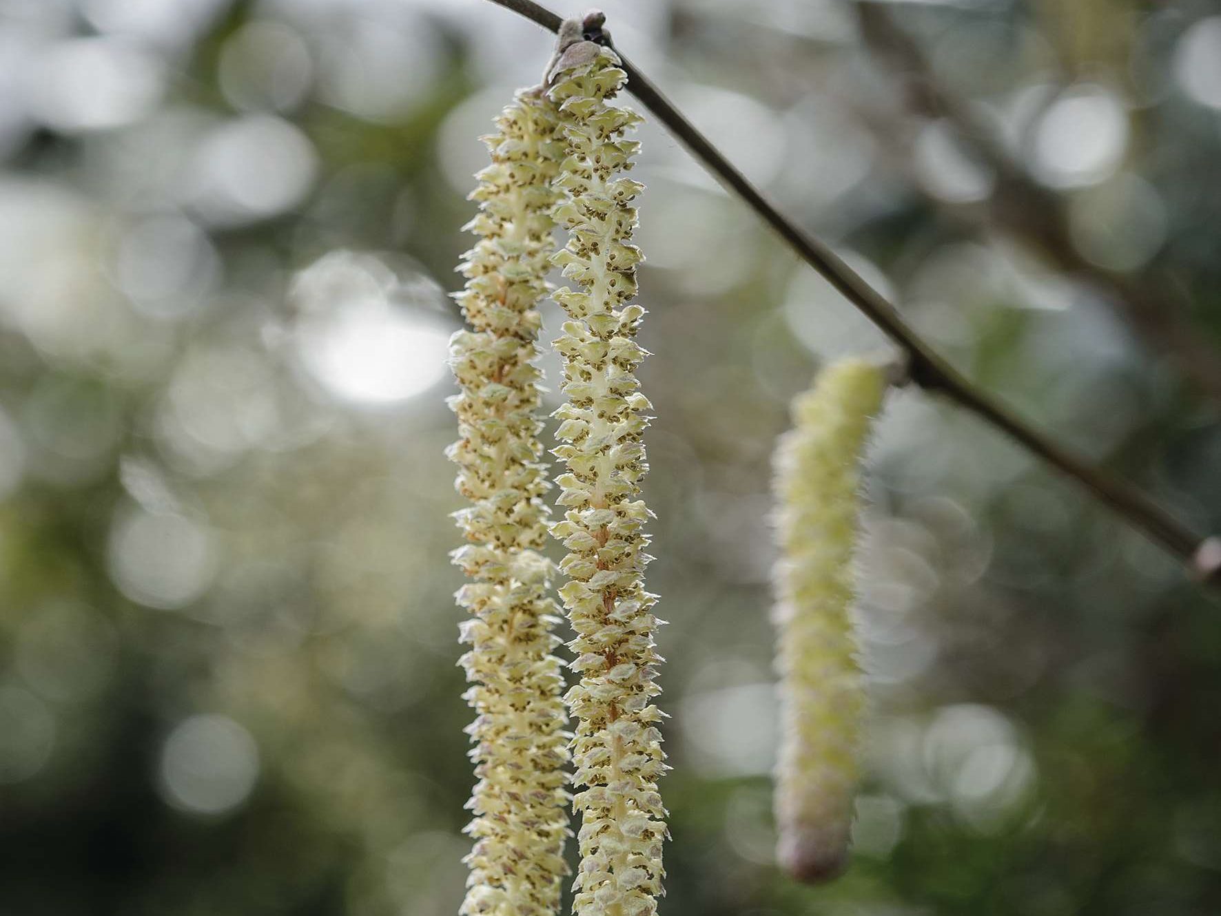 Catkins hanging from a branch 