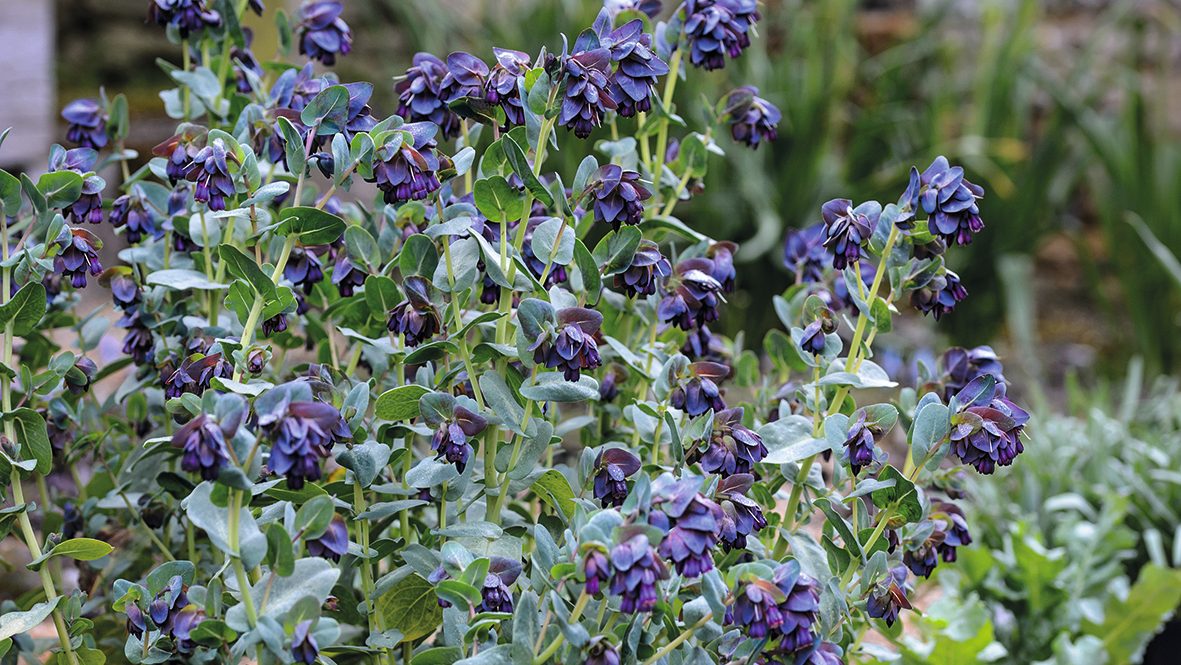 Purple flower