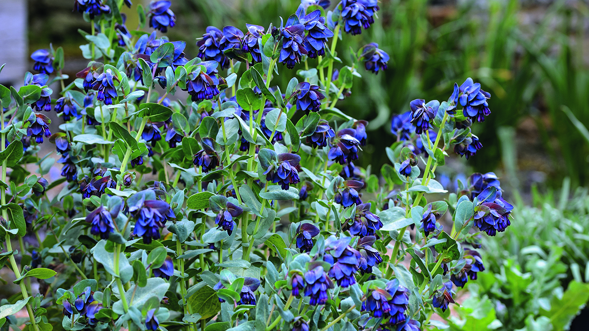 Purple flower