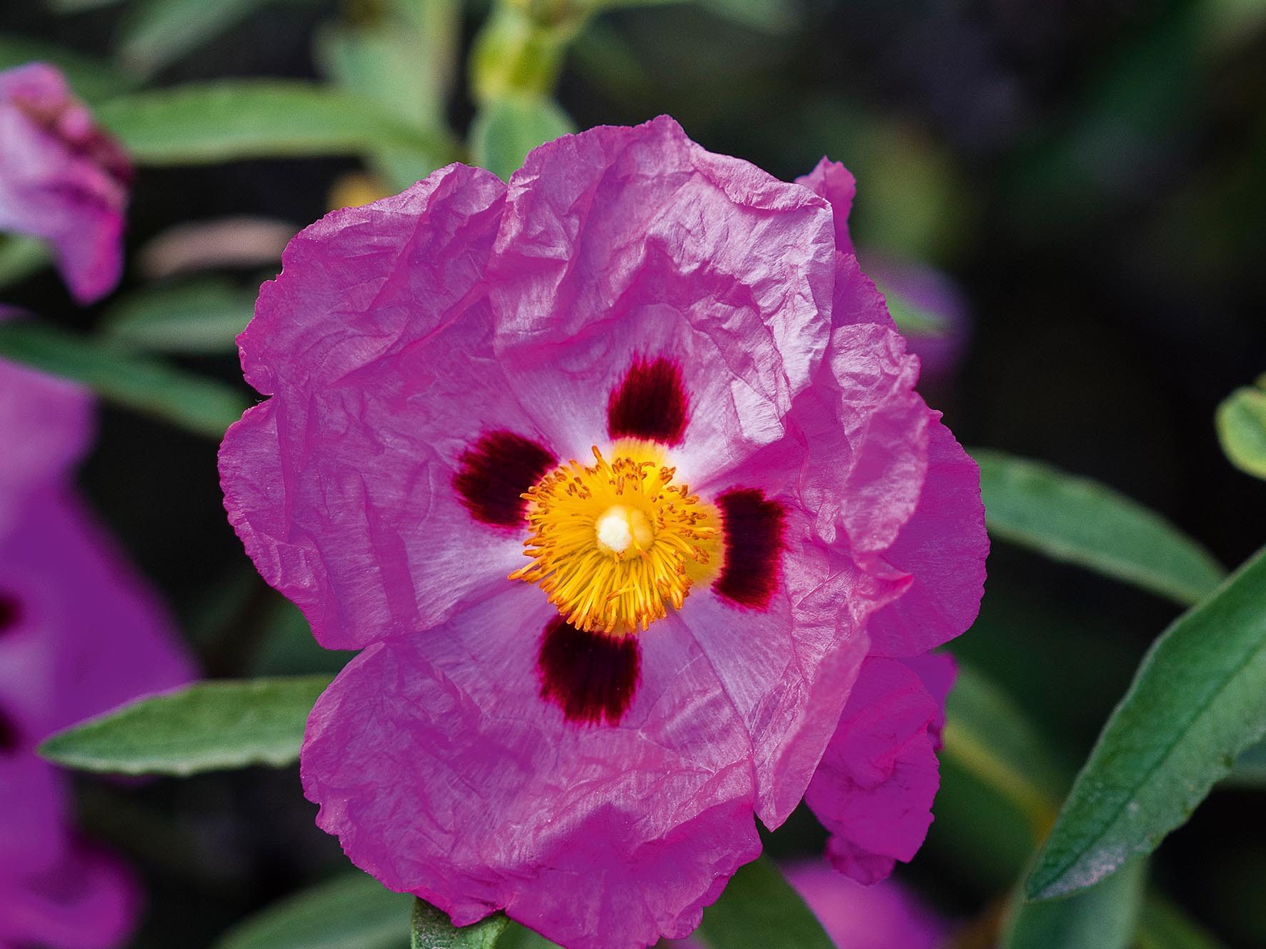 Cistus X Porphyreus 'Purple Patch'