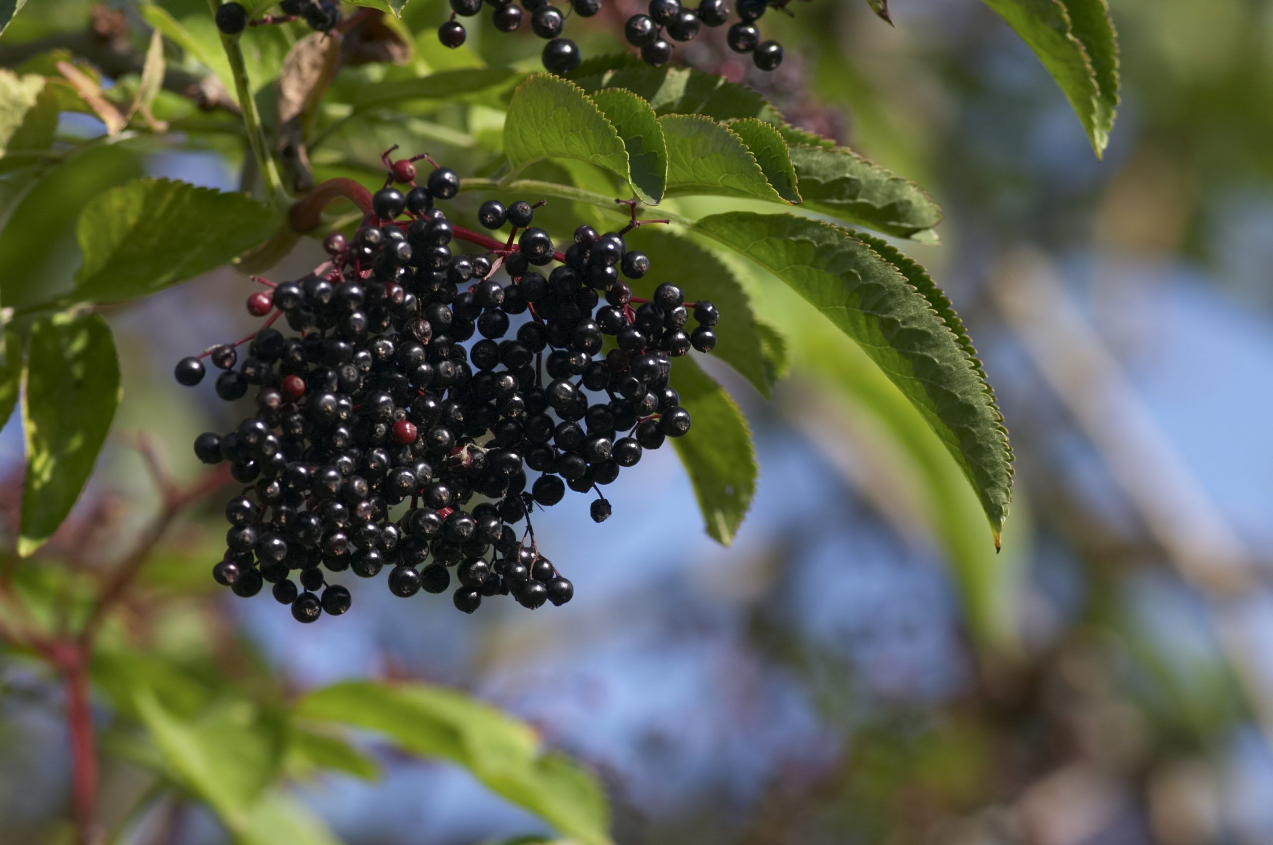 Sambucus nigra