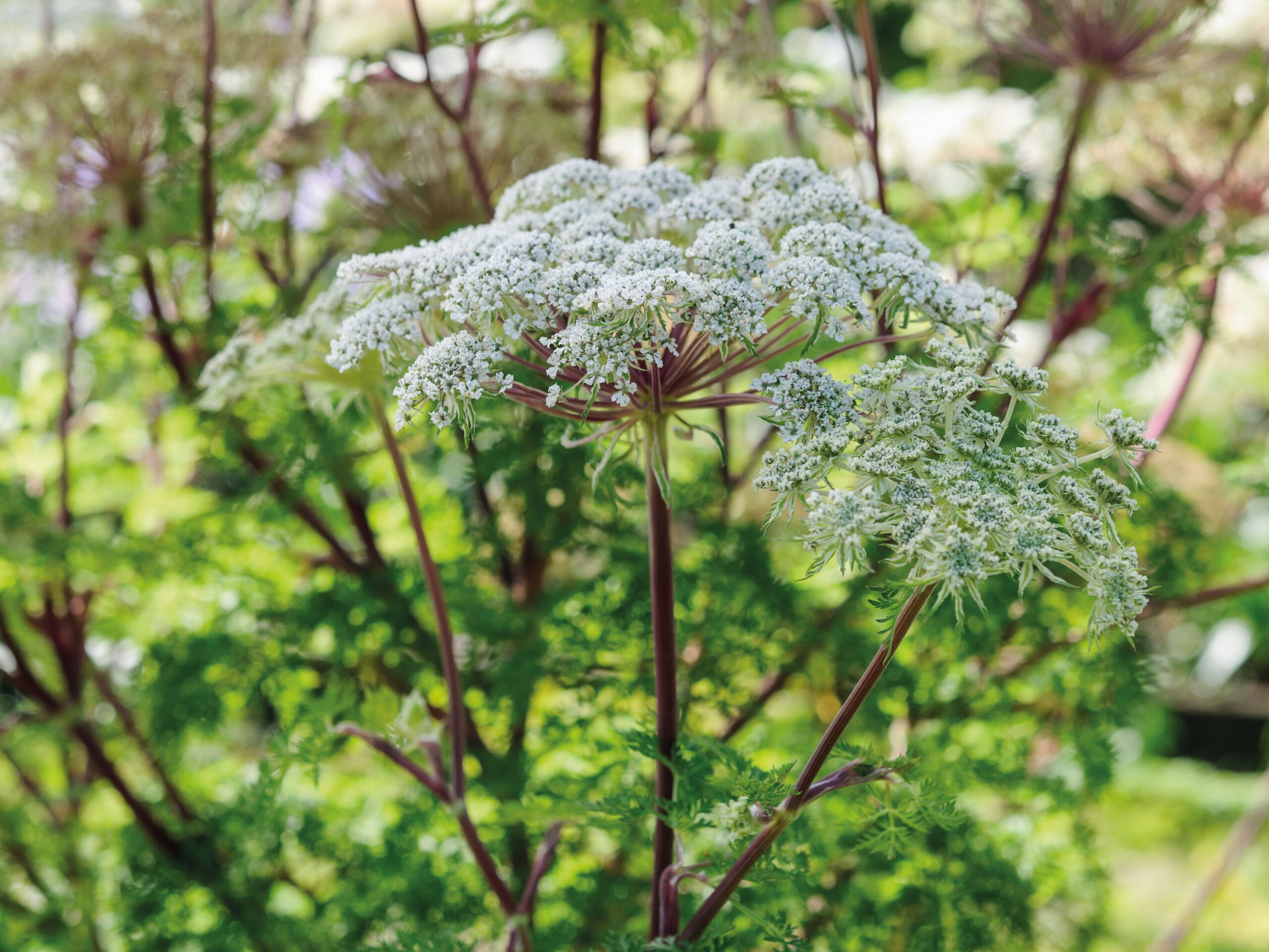 Selinum wallichianum