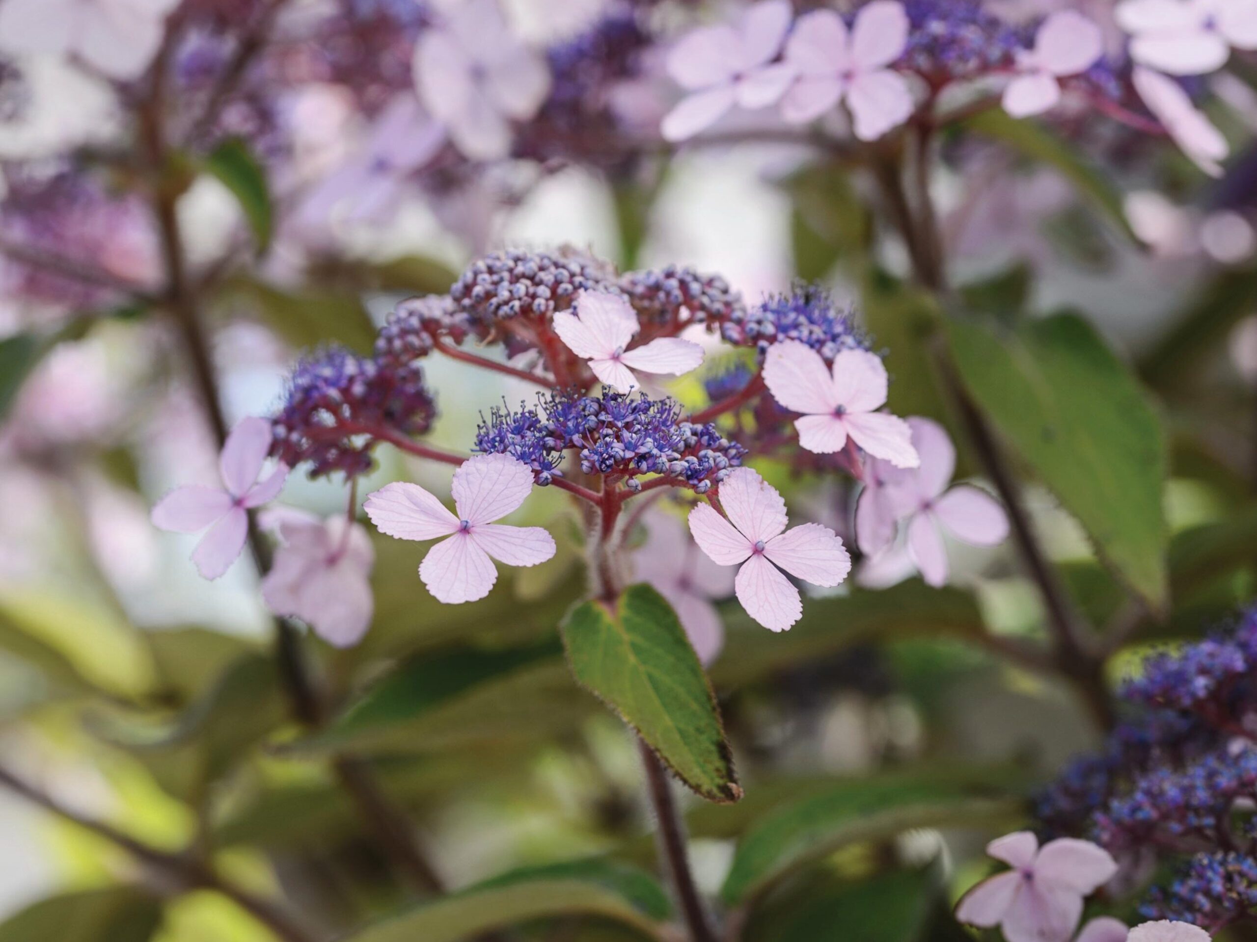Purple flower