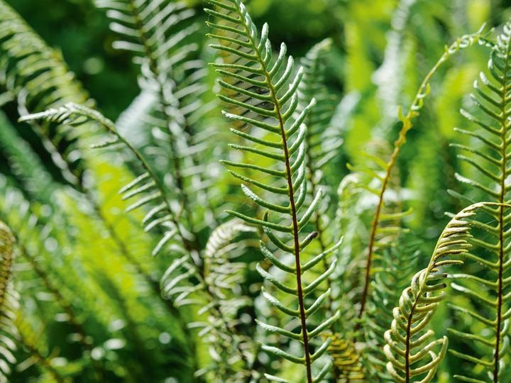 Blechnum spicant
