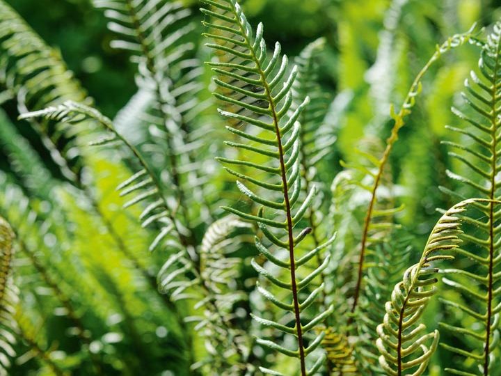 Blechnum spicant