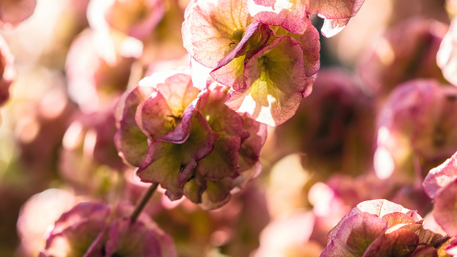 Pink flower