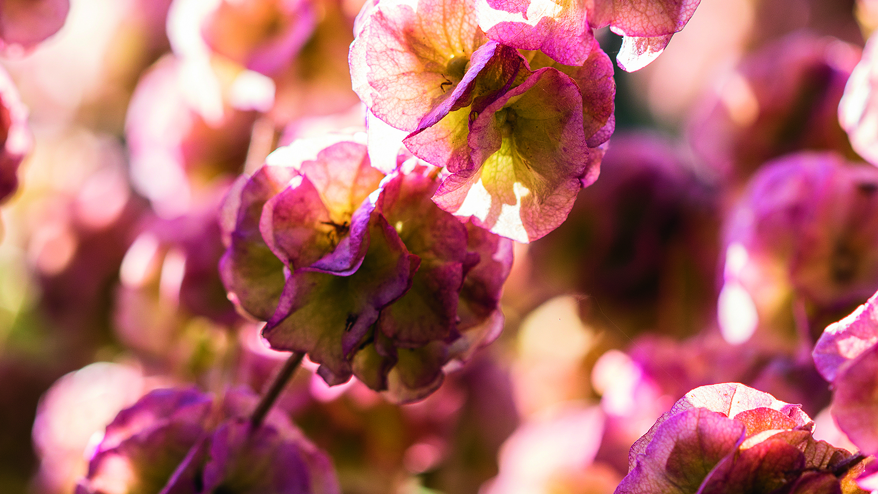 Pink flower