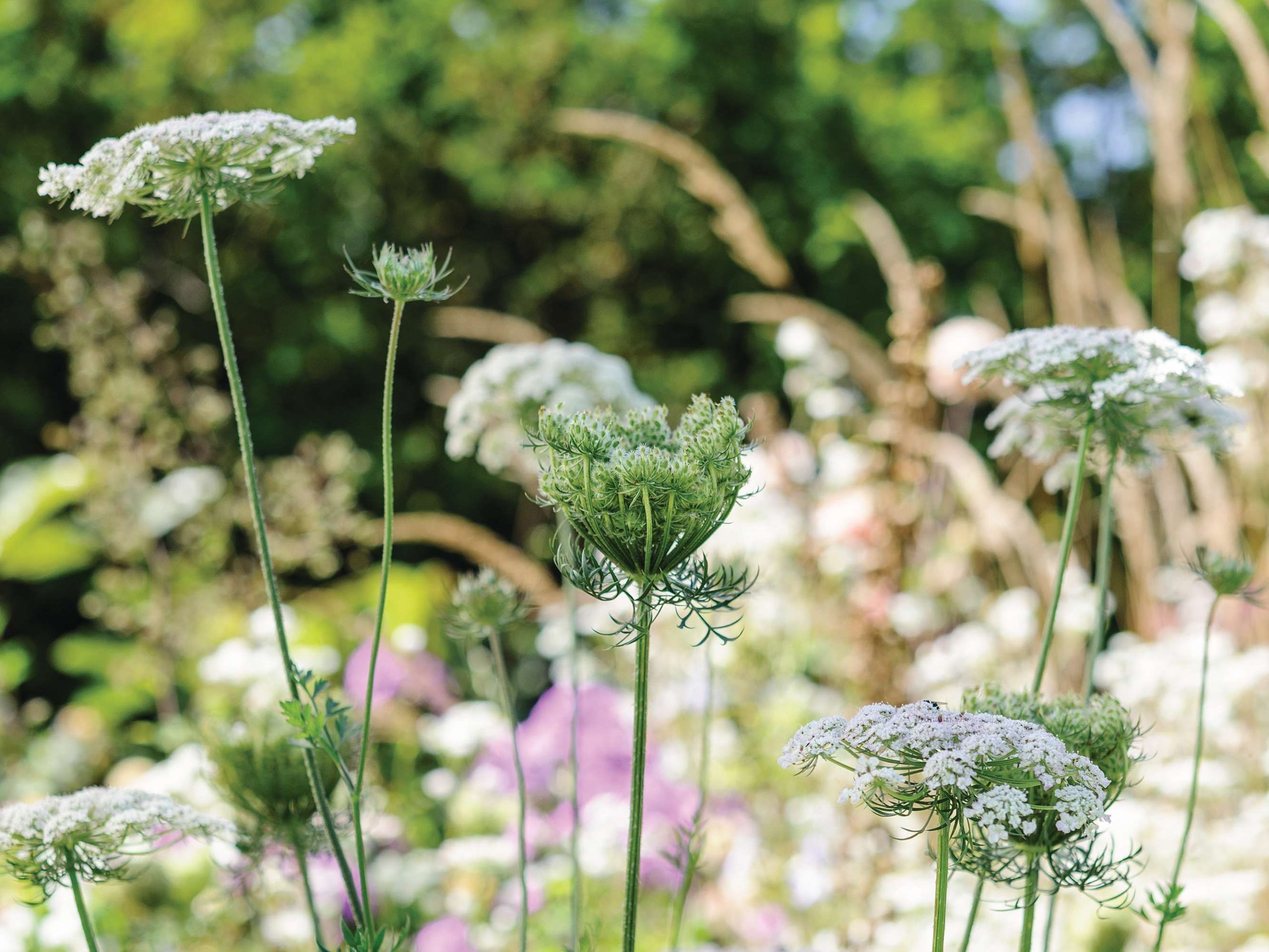 White flowers