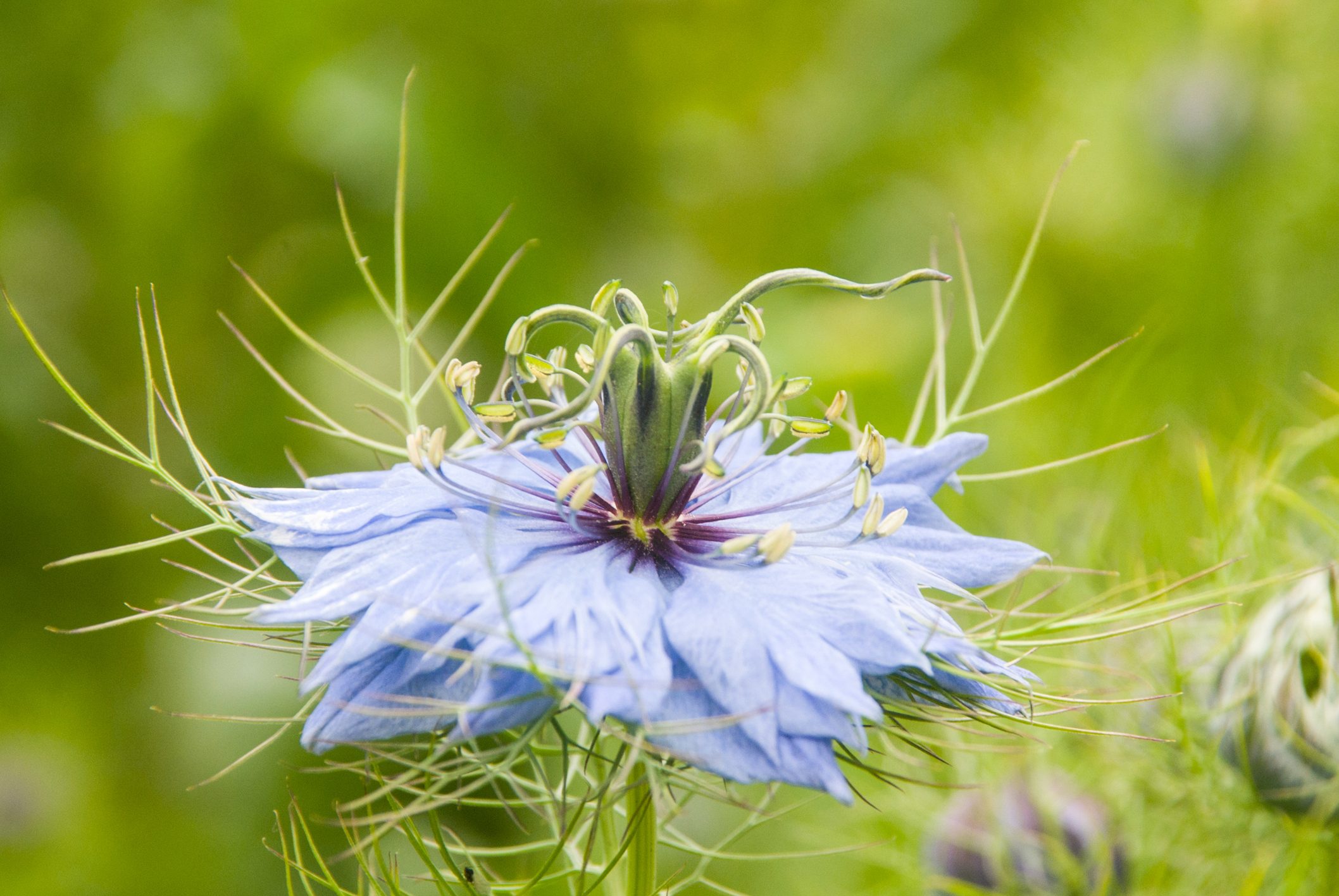 Blue flower