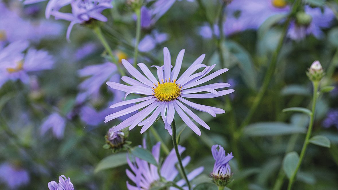 Aster x frikartii 'Mönch'