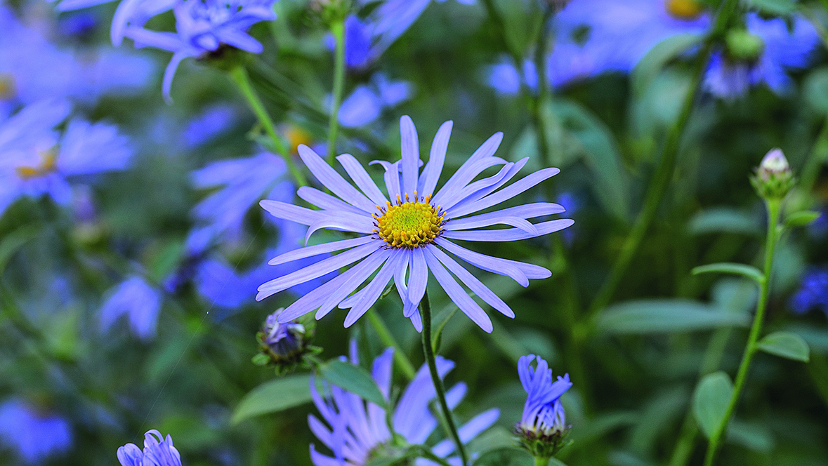 Aster x frikartii 'Mönch'