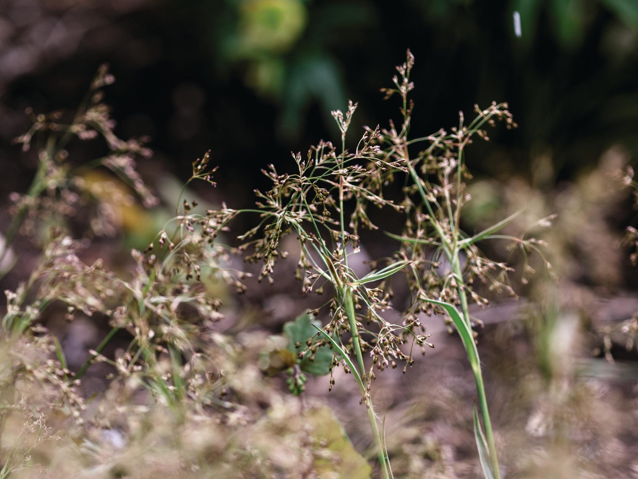 Luzula sylvatica ‘Marginata’