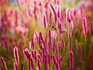 Sanguisorba 'Blackthorn'. Photo: Jason Ingram Pink flower