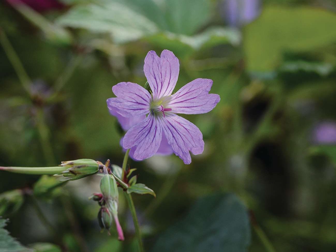 Purple flower